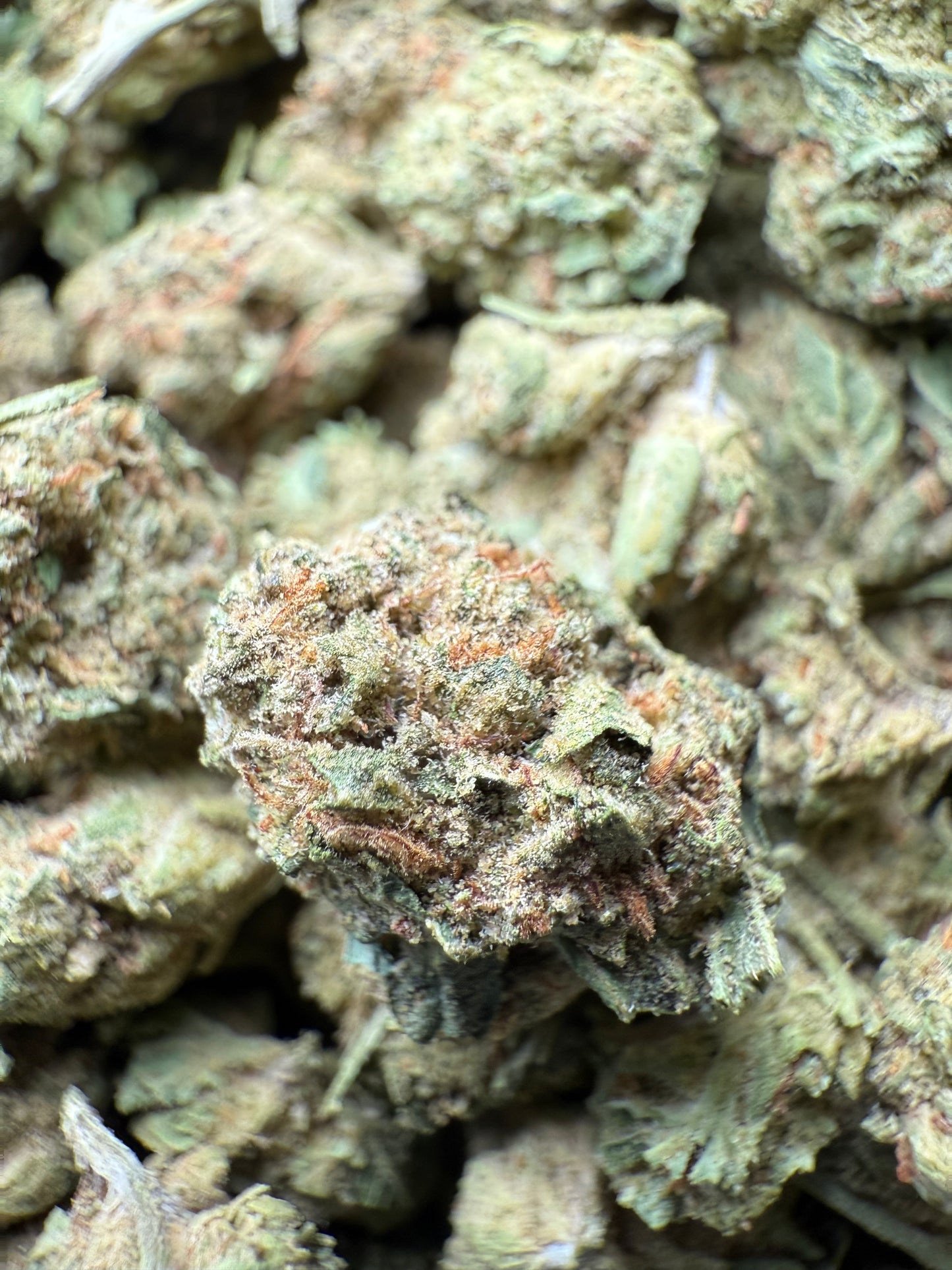 1 Pound - Bubble Gum THCA Strain (Small) Frisco Labs