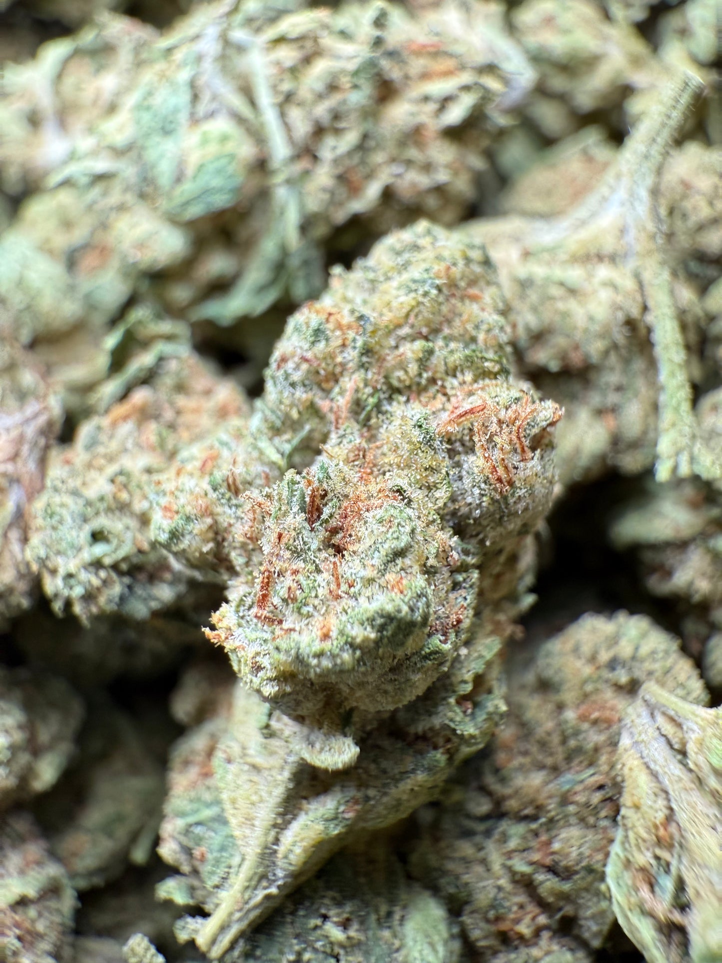 1 Pound - Bubble Gum THCA Strain (Small) Frisco Labs