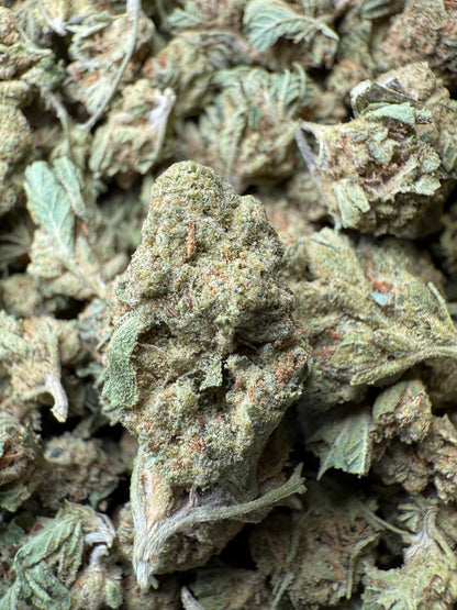 1 Pound - Bubble Gum THCA Strain (Small) Frisco Labs