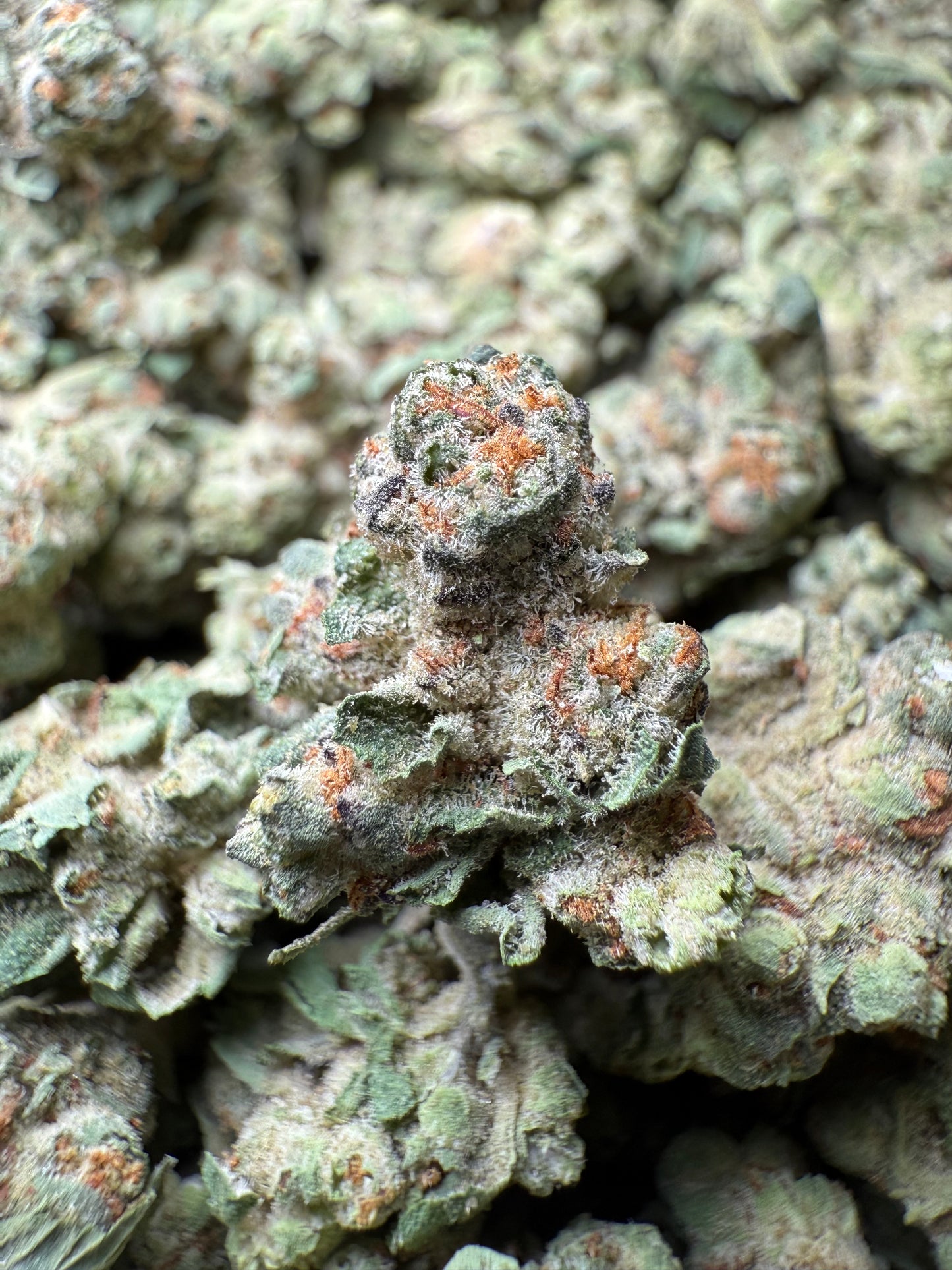 1 Pound - Super Sonic THCA Strain (Small) Frisco Labs