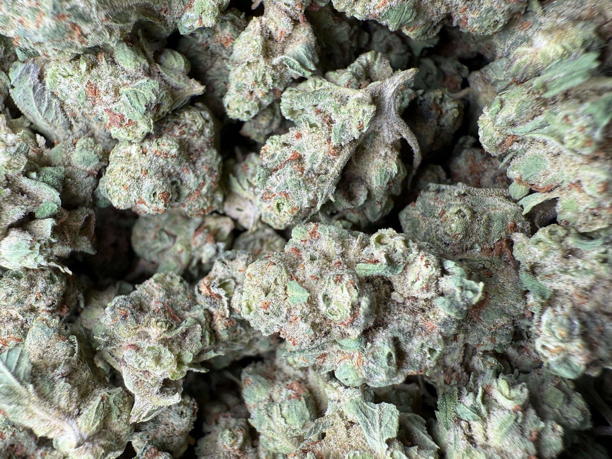 1 Pound - Super Sonic THCA Strain (Small) Frisco Labs