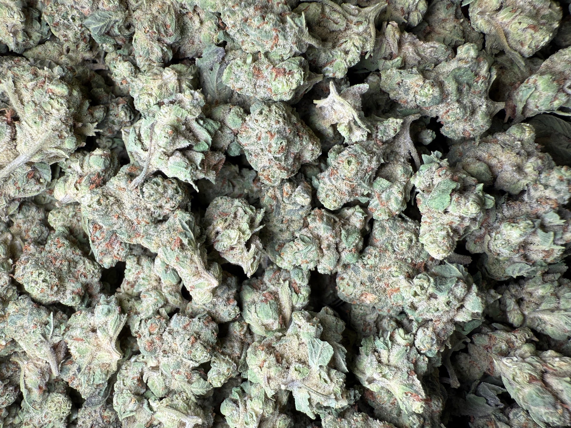 1 Pound - Super Sonic THCA Strain (Small) Frisco Labs