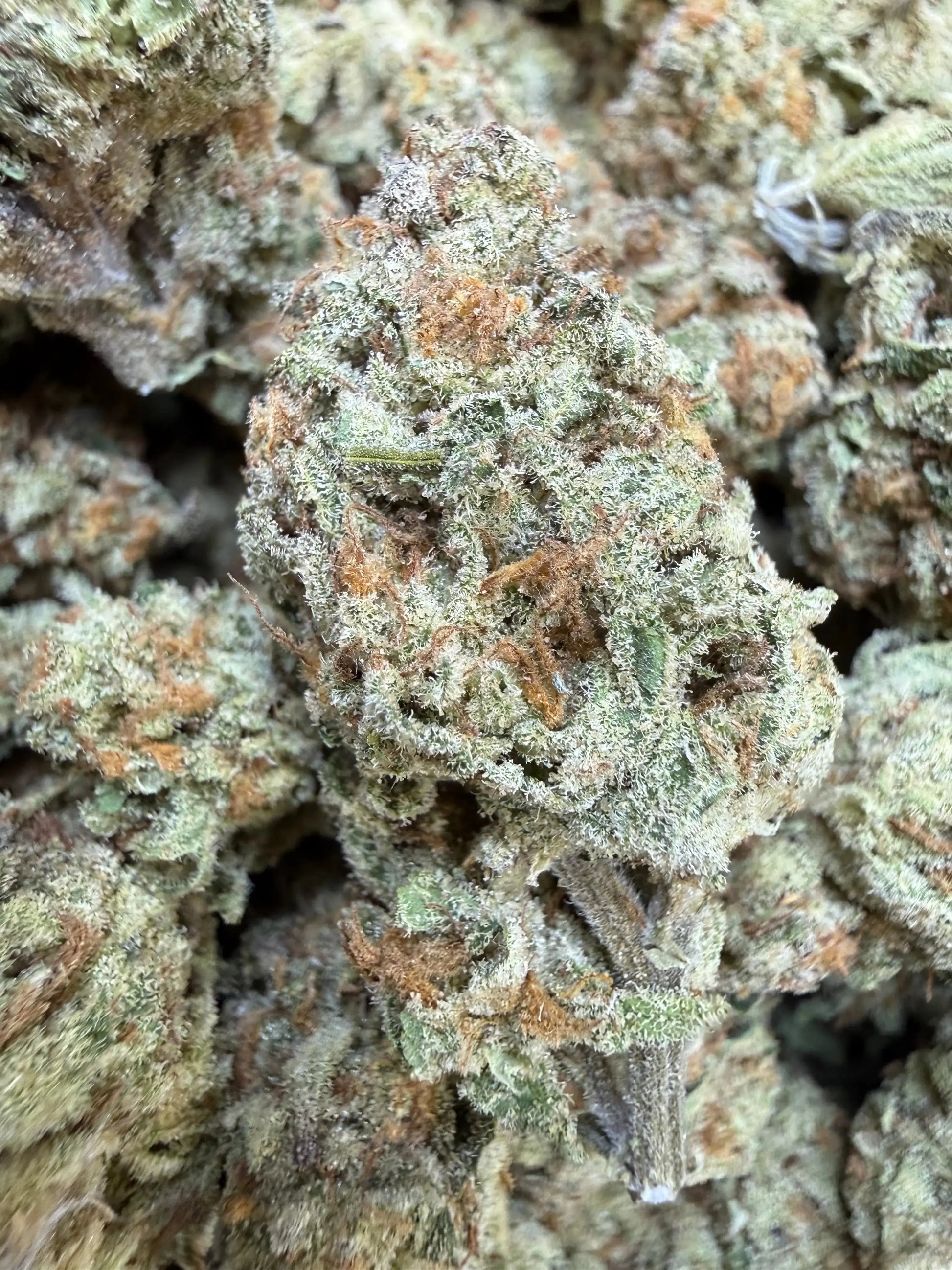 1/4 Pound - Golden Papaya THCA Strain Frisco Labs