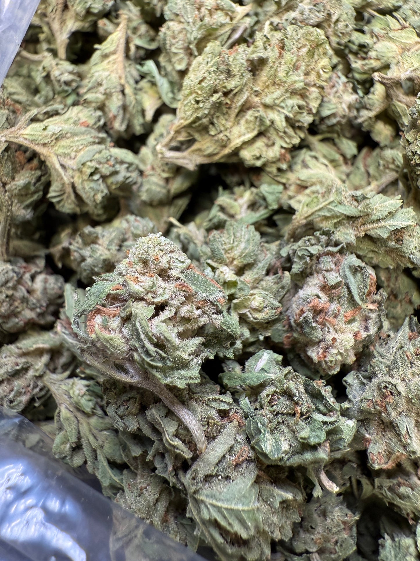 1 Pound - Lemon Tree THCA Strain (Small) Frisco Labs