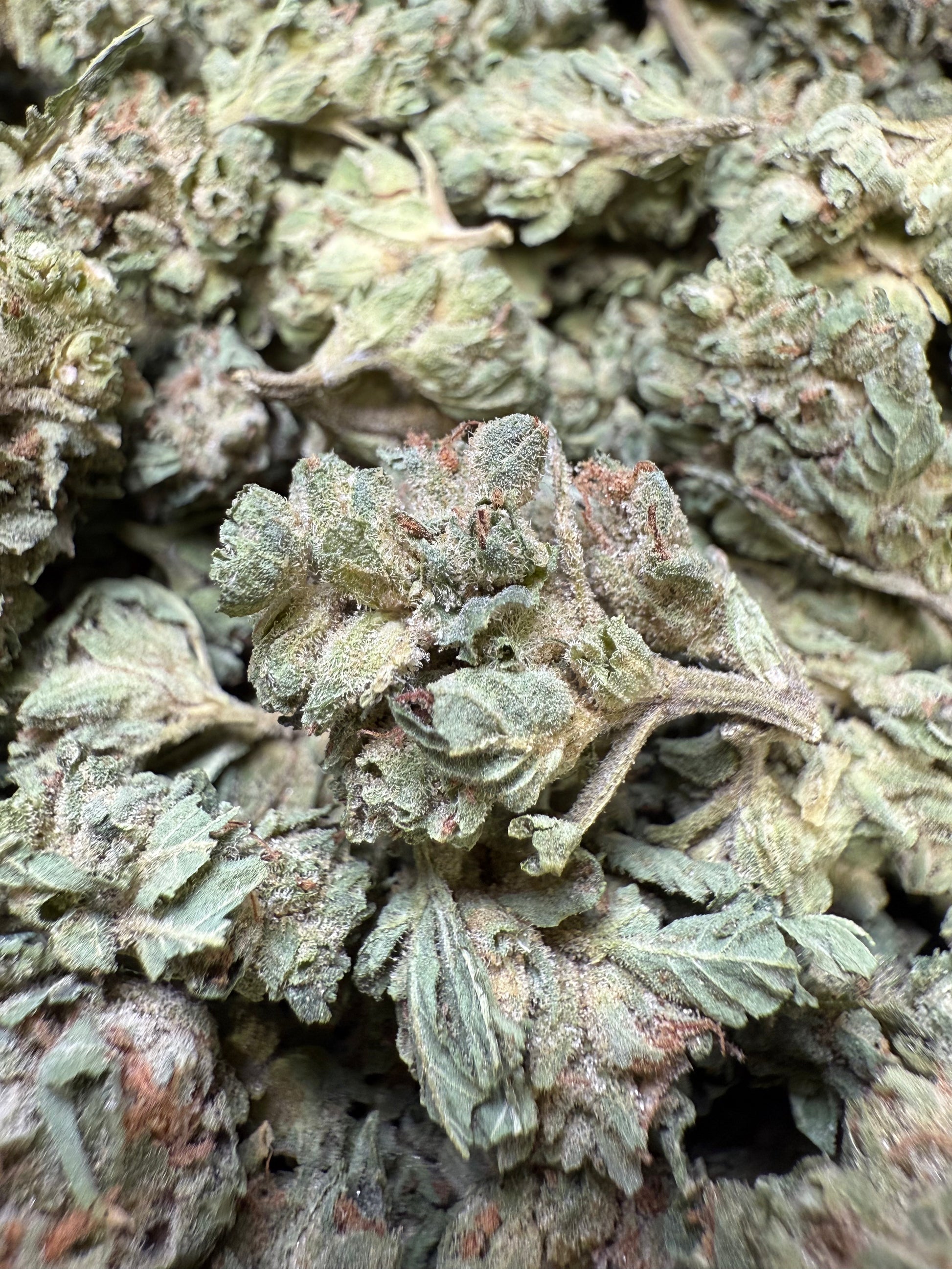 1 Pound - Lemon Tree THCA Strain (Small) Frisco Labs