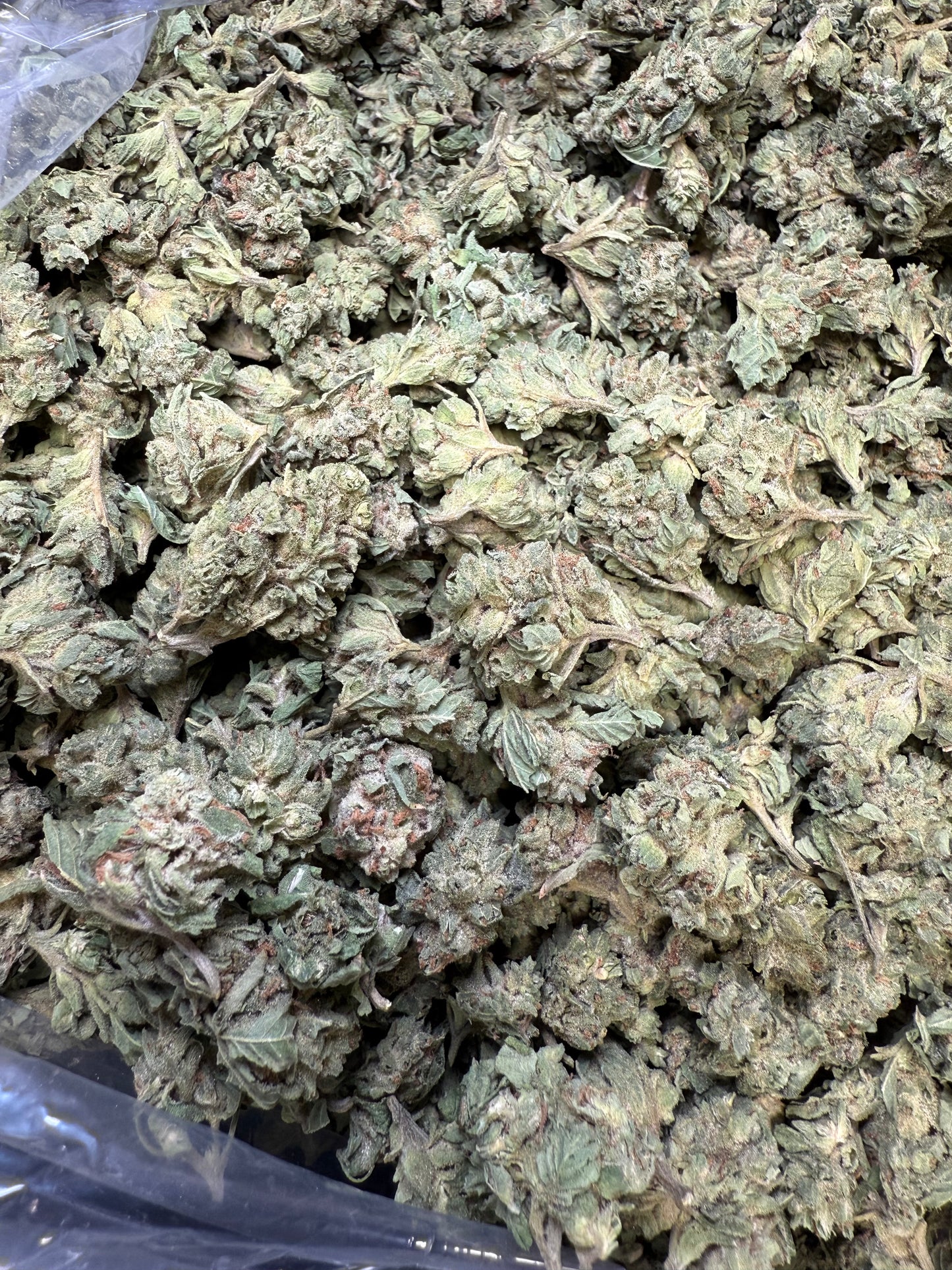 1 Pound - Lemon Tree THCA Strain (Small) Frisco Labs