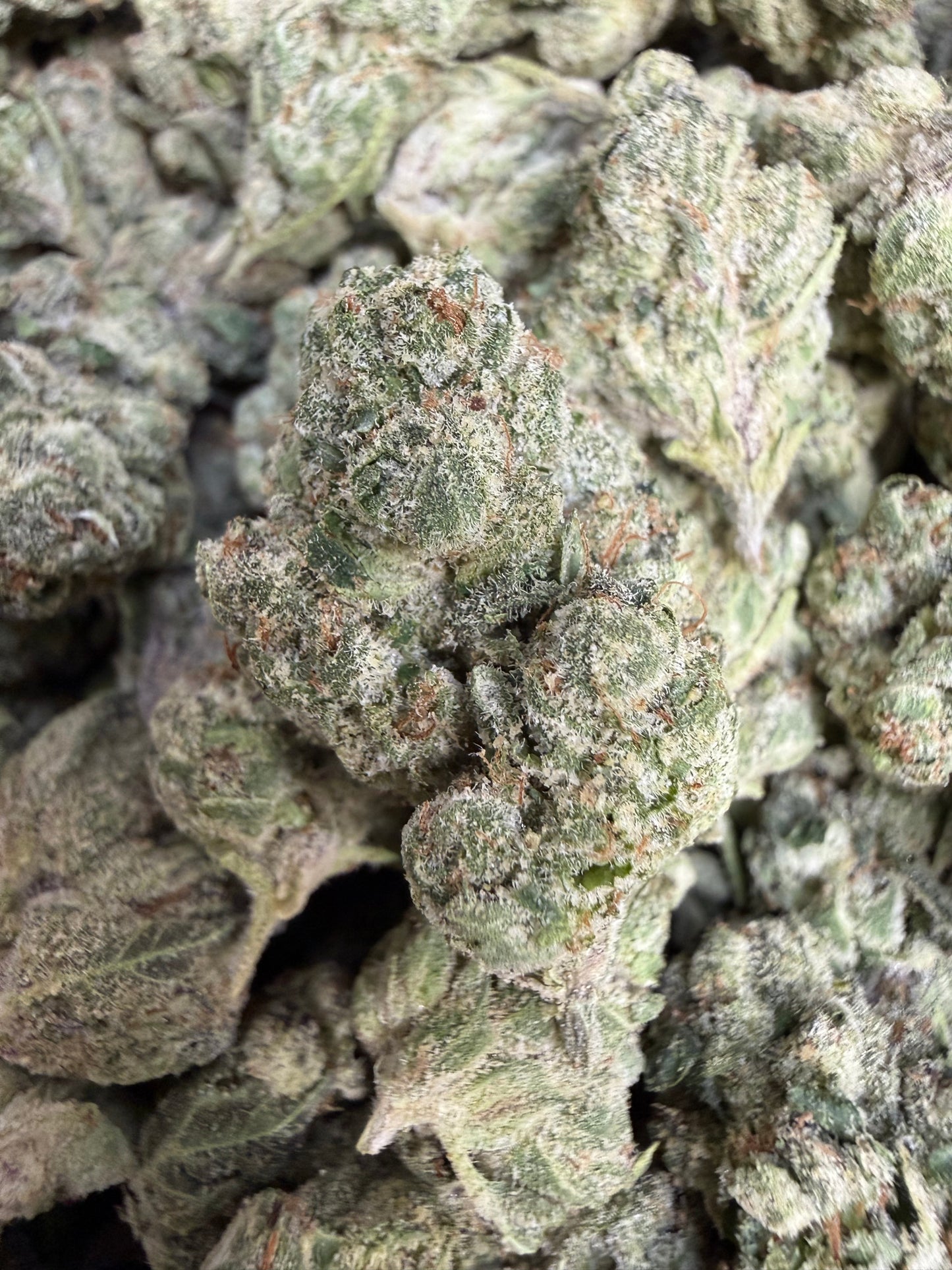 1 Pound - Scotty’s Cheddar THCA Flower