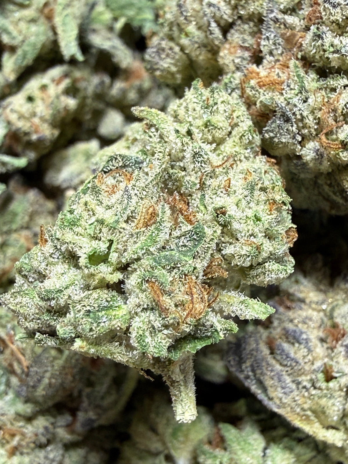 1 Pound - PLATINUM COOKIES AND CREAM THCA Flower (SMALL)