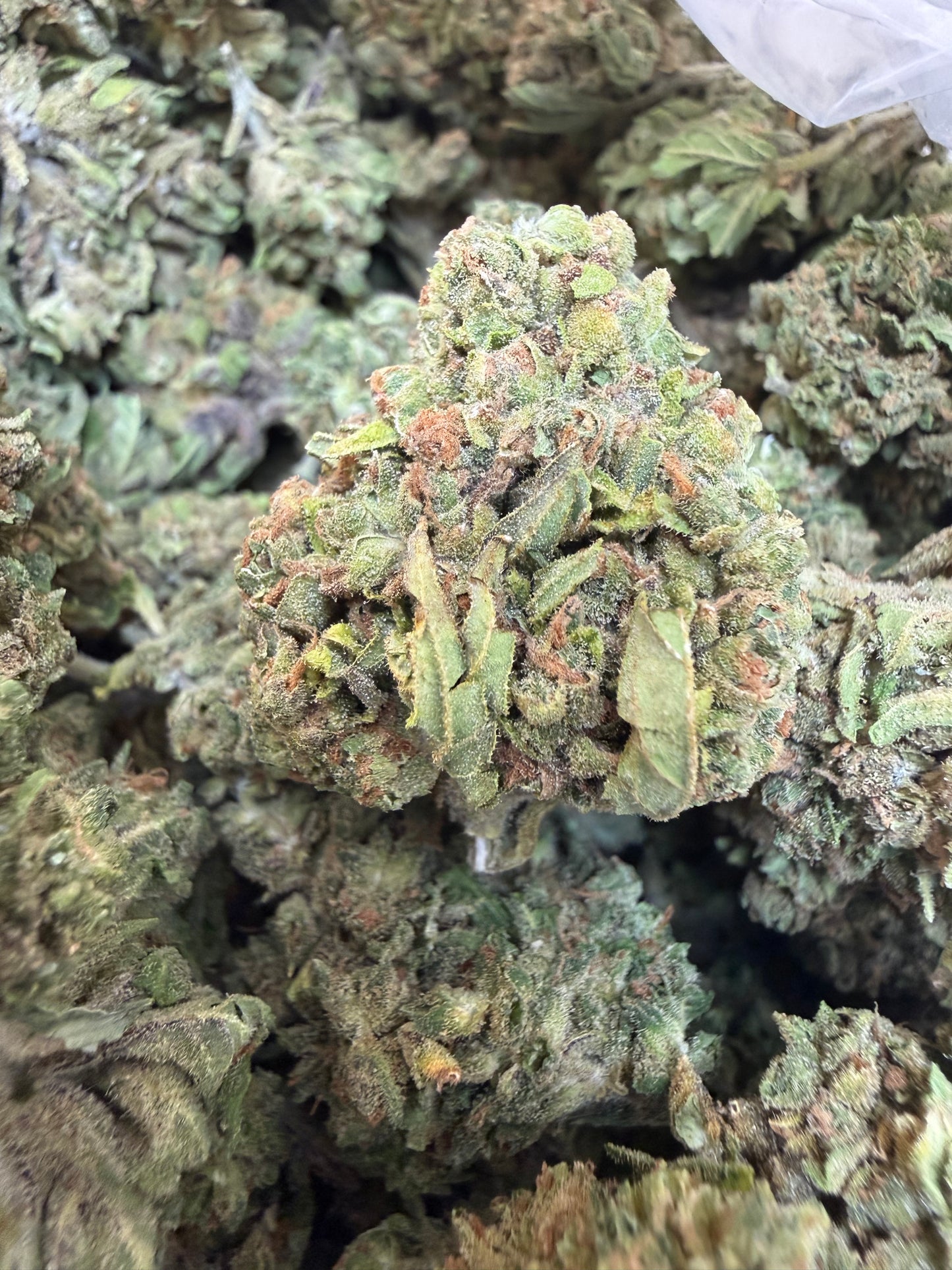 1 Pound - Gas Leak THCA Flower