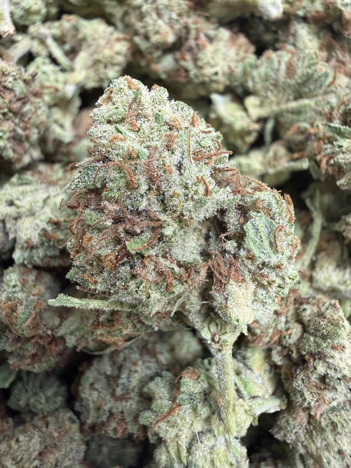 1 Pound - JELLY RANCHER THCA Flower (SMALL)