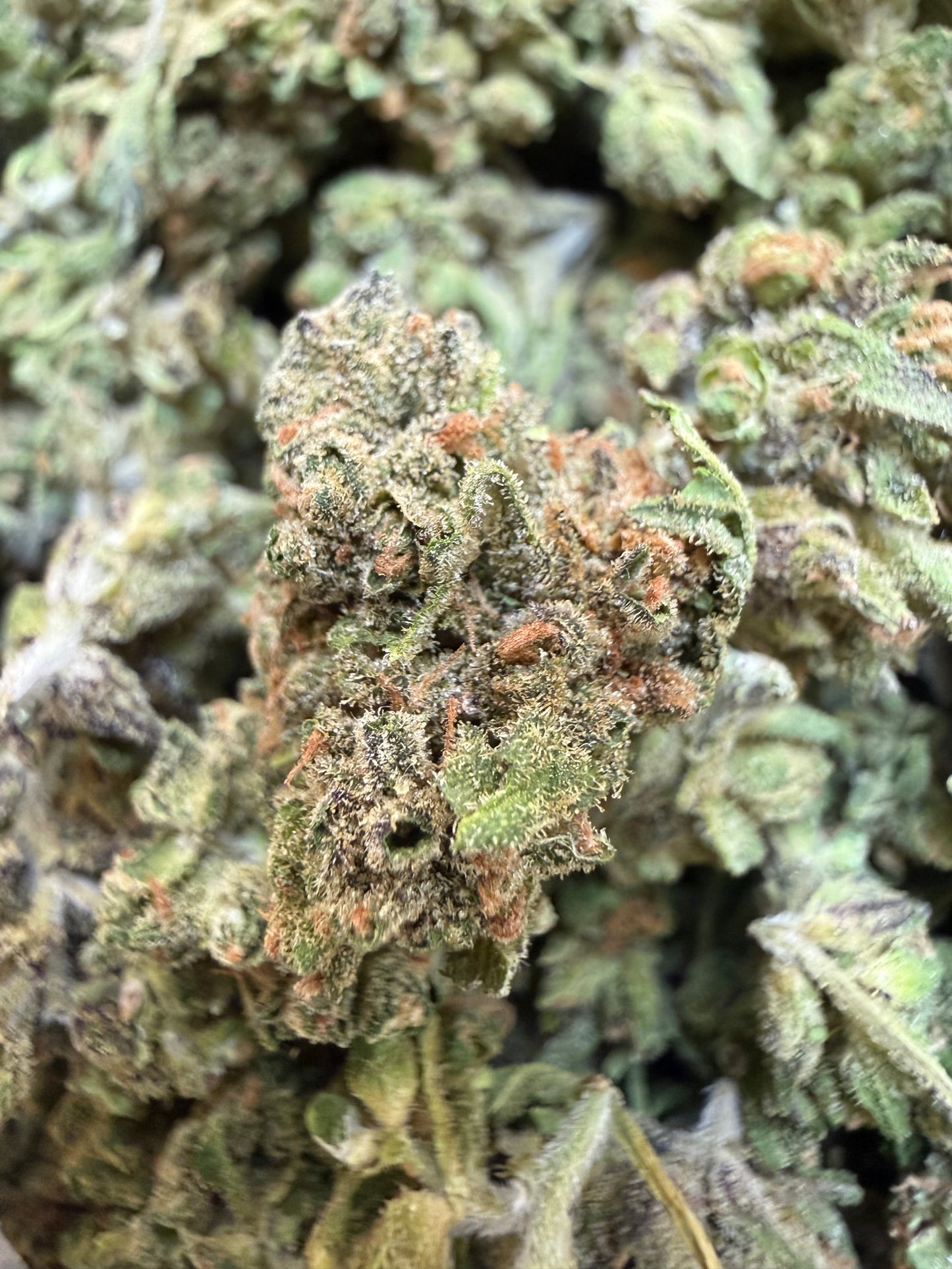 1 Pound - Blue Lobster THCA Flower (Smalls)