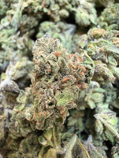 1 Pound - Blue Lobster THCA Flower (Smalls)