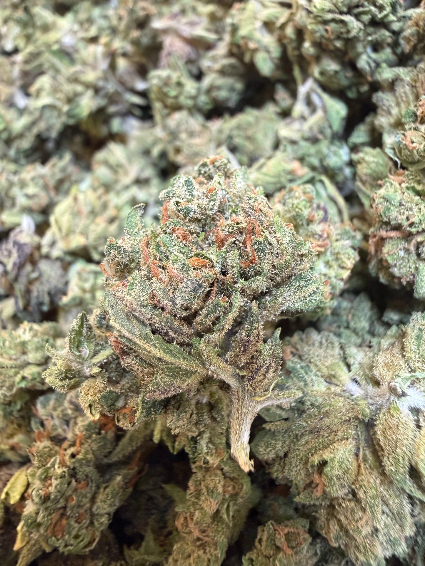 1 Pound - Sherbanger THCA Flower (Smalls)