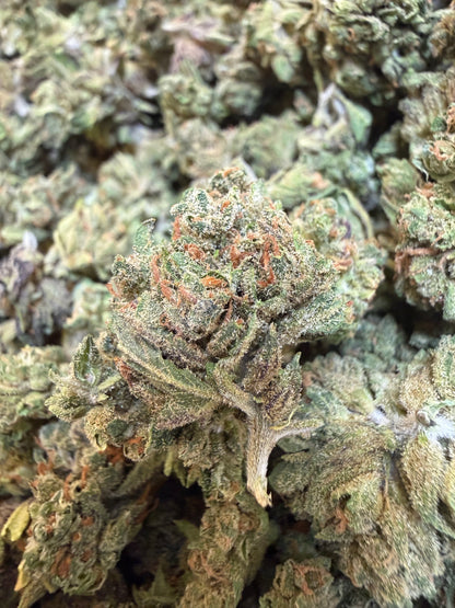 1 Pound - Sherbanger THCA Flower (Smalls)