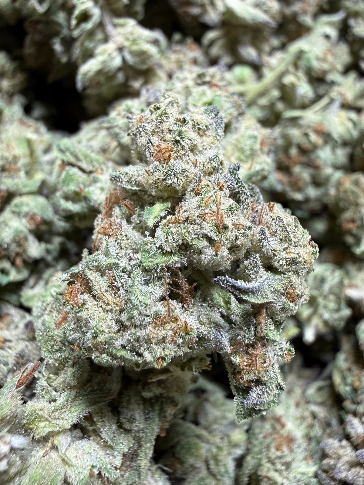 1 Pound - PLATINUM COOKIES AND CREAM THCA Flower (SMALL)