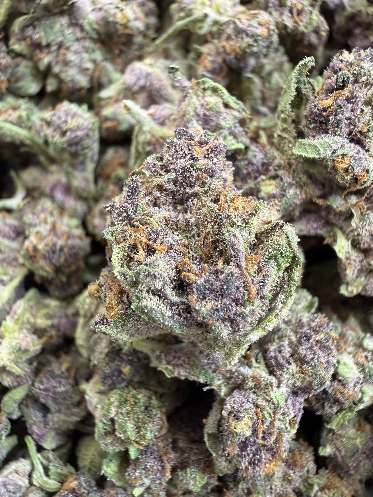 1 Pound - TROP CHERRY THCA Flower (SMALL)