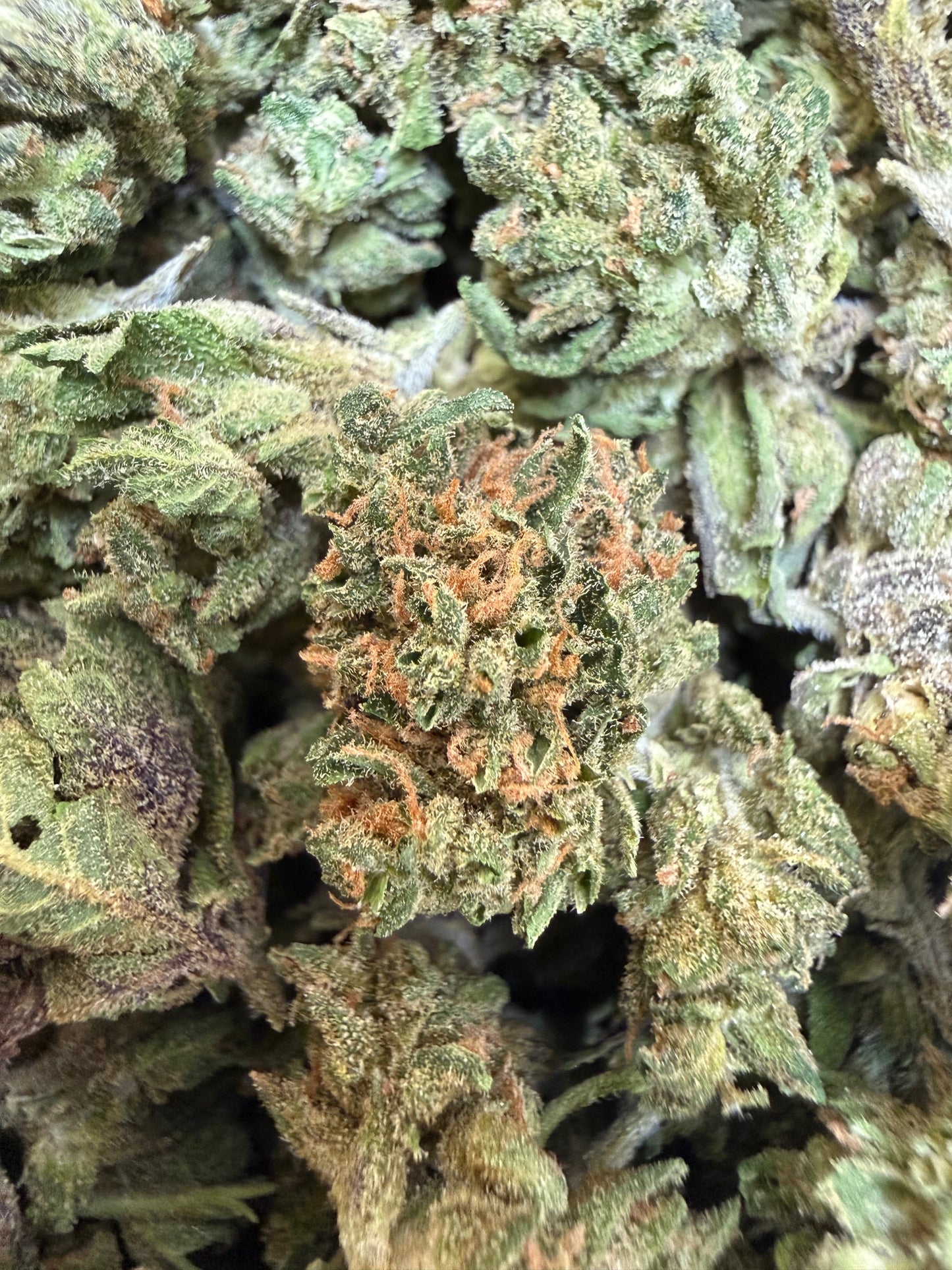 1 Pound - Sherbanger THCA Flower (Smalls)