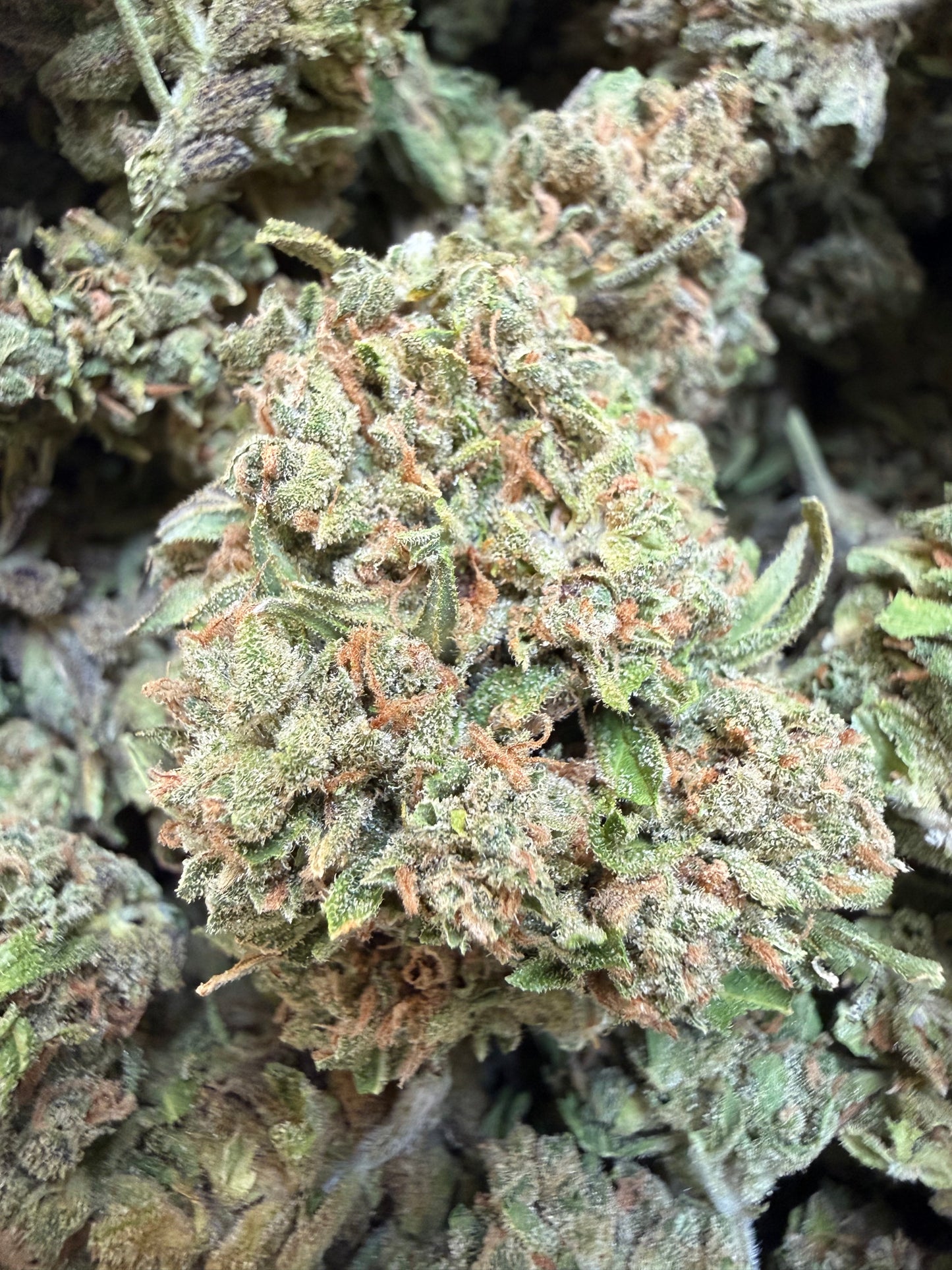 1 Pound - Gas Leak THCA Flower