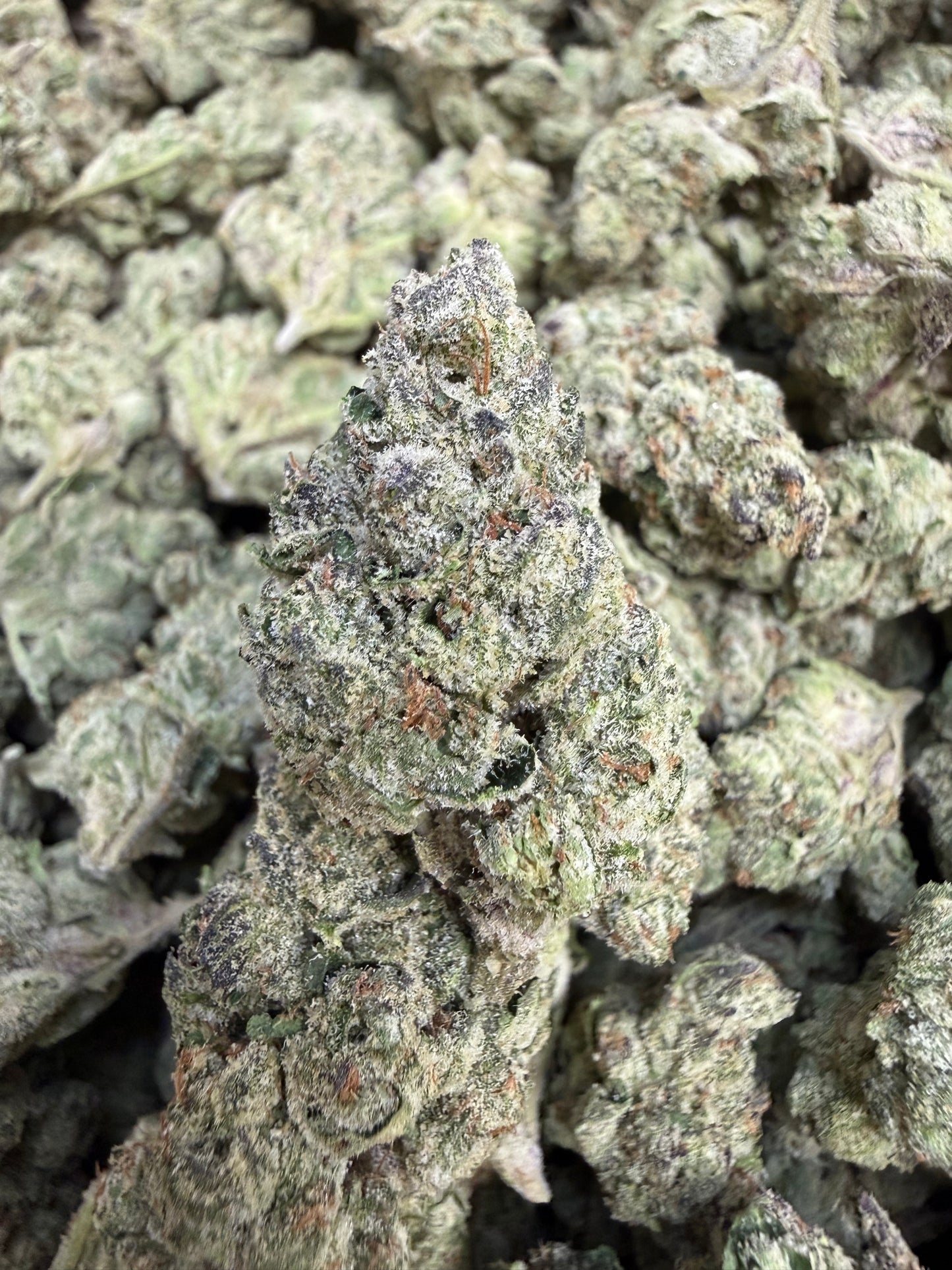 1 Pound - Scotty’s Cheddar THCA Flower