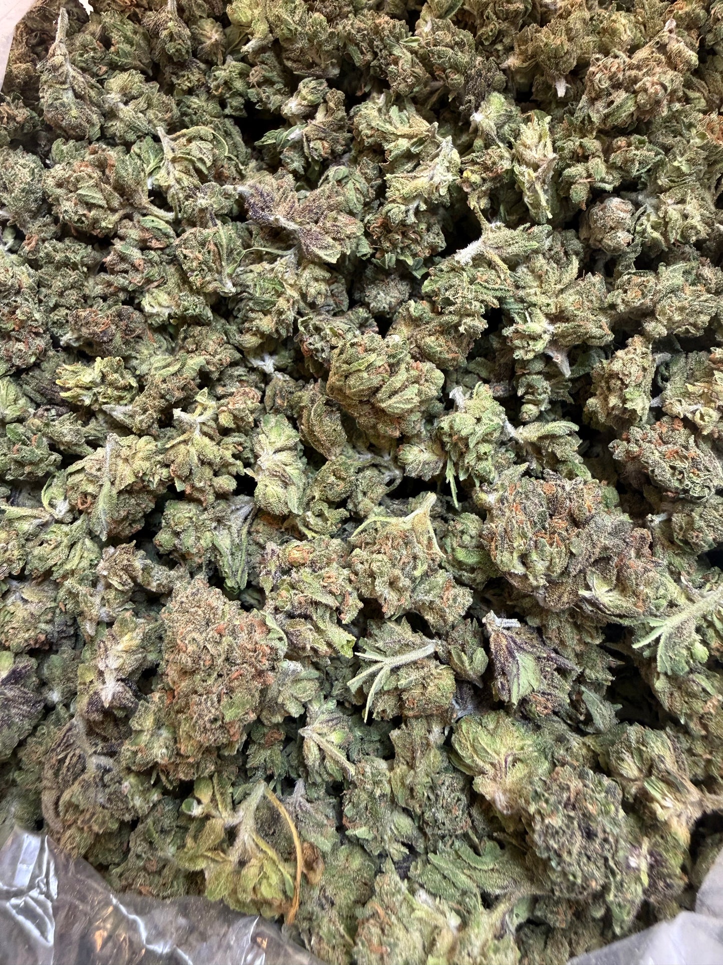 1 Pound - Blue Lobster THCA Flower (Smalls)