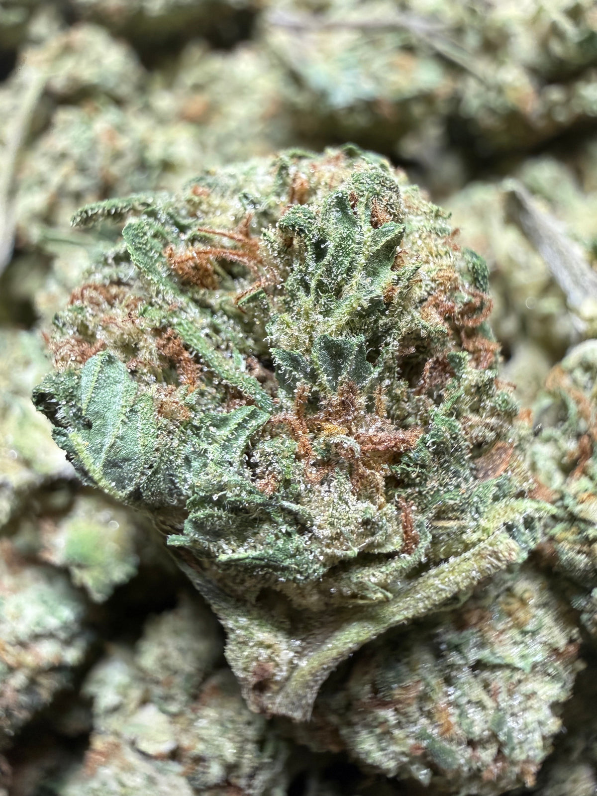 1 Pound - PAPAYA SMOOTHIE THCA Flower (SMALL)