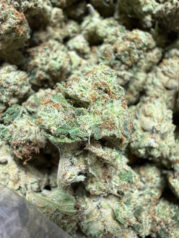 1 Pound -DUTCH TREAT THCA Flower (SMALL)