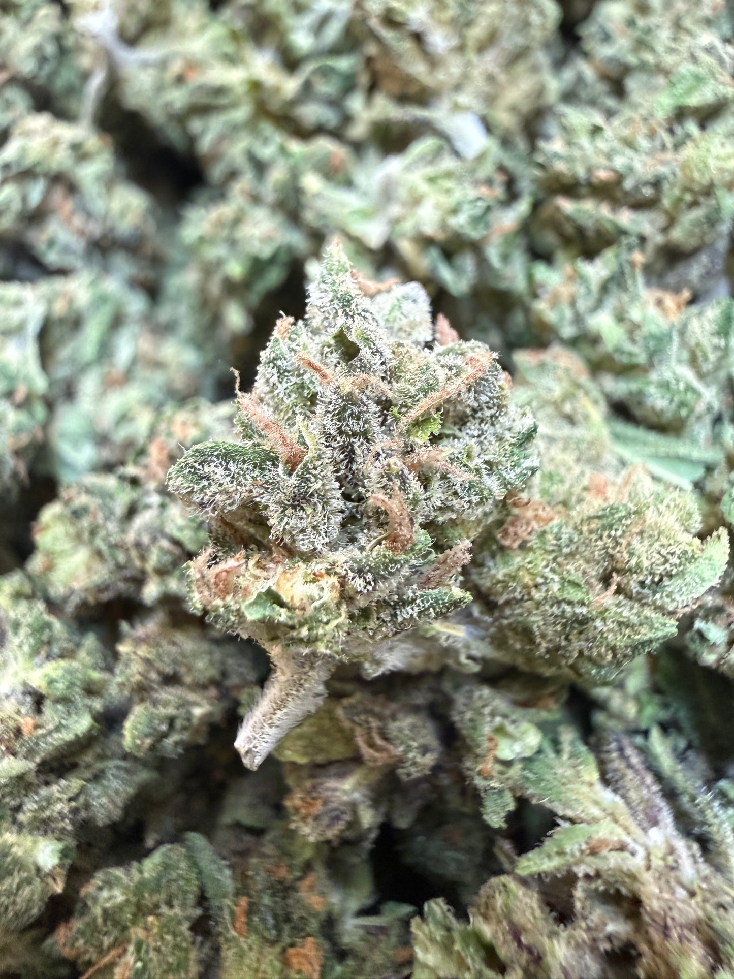 1 Pound - Bubble Bath THCA Flower (Smalls)
