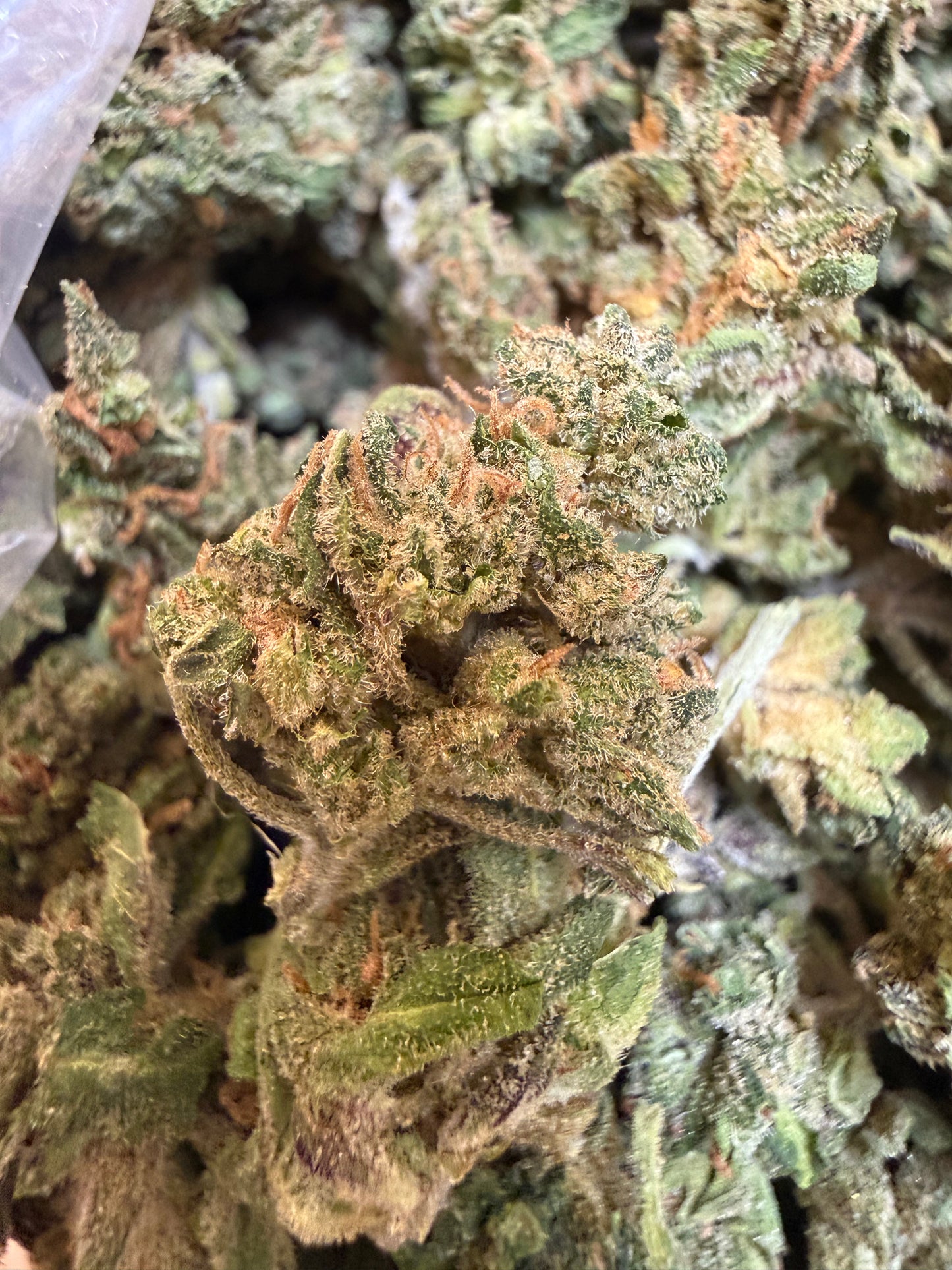 1 Pound - Sherbanger THCA Flower (Smalls)