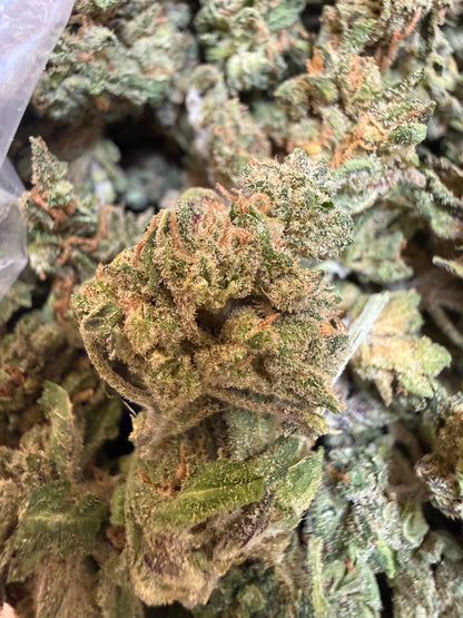 1 Pound - Sherbanger THCA Flower (Smalls)