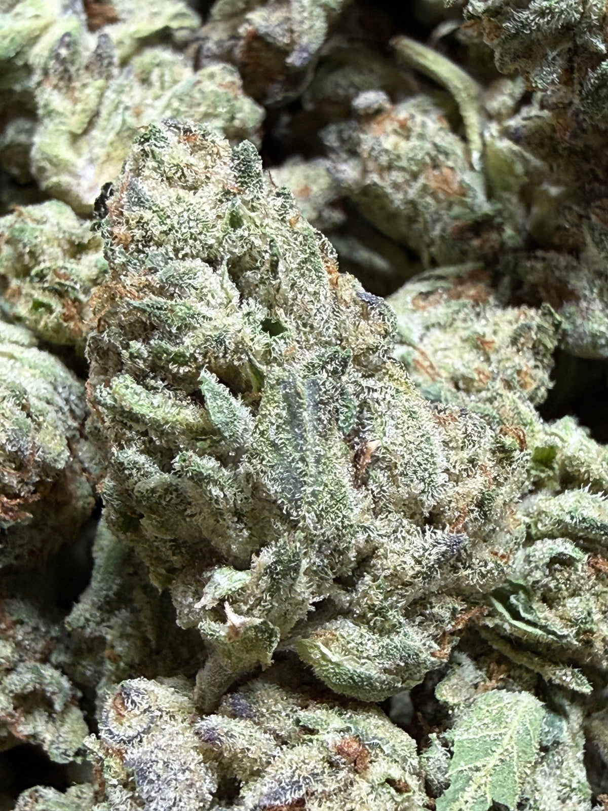 1 Pound - PLATINUM COOKIES AND CREAM THCA Flower (SMALL)