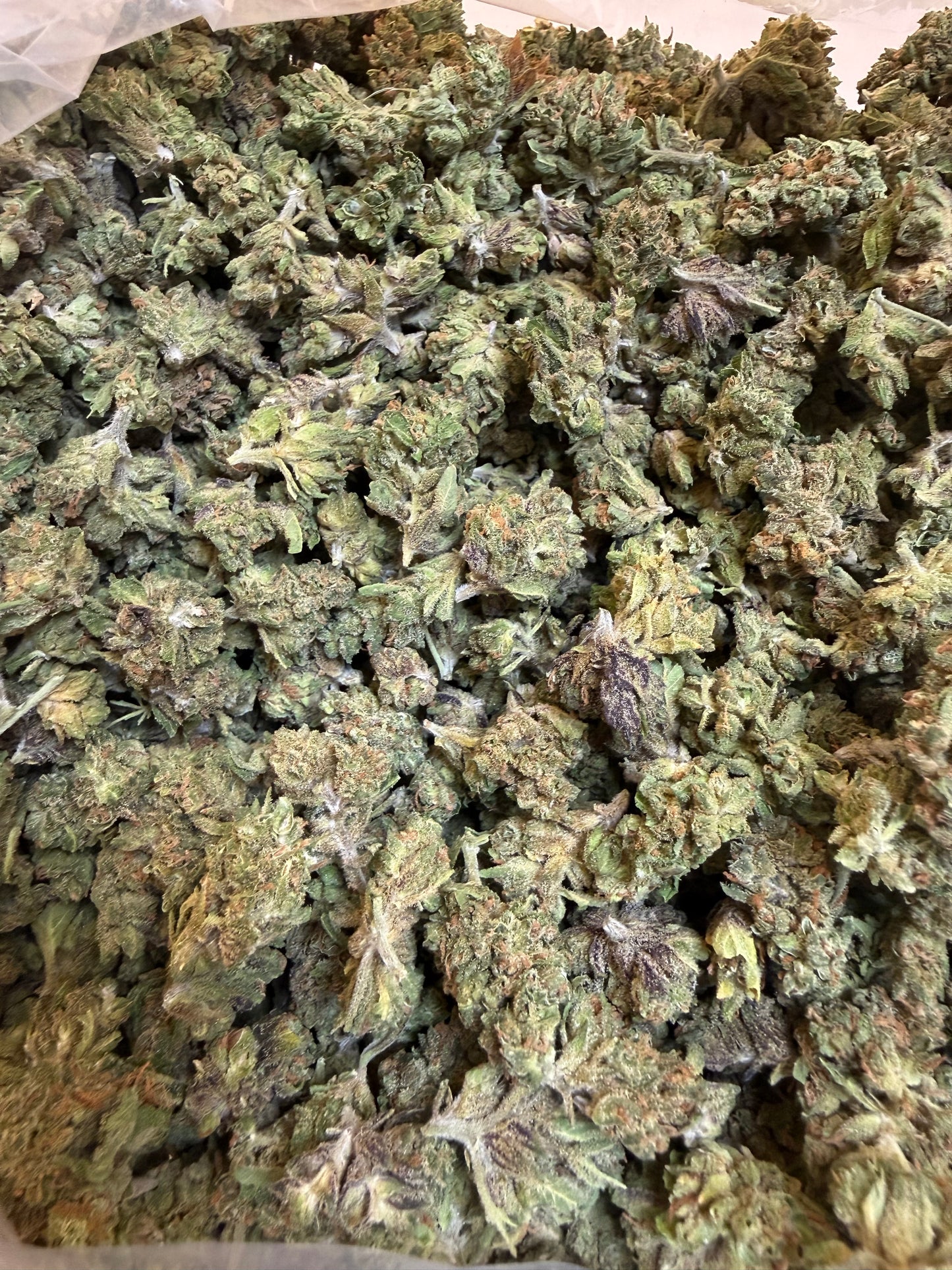 1 Pound - Sherbanger THCA Flower (Smalls)