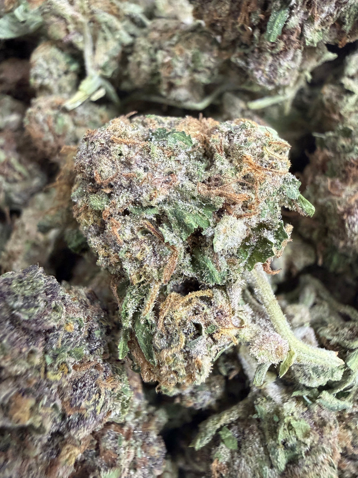 1 Pound - CANDY SHERB THCA Flower