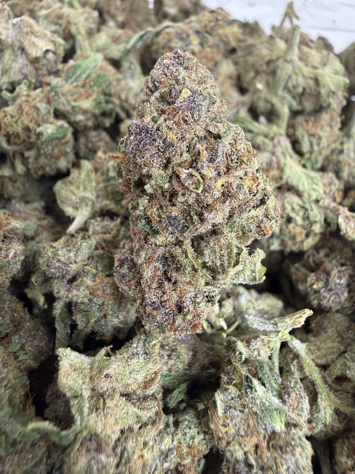 1 Pound - CANDY SHERB THCA Flower