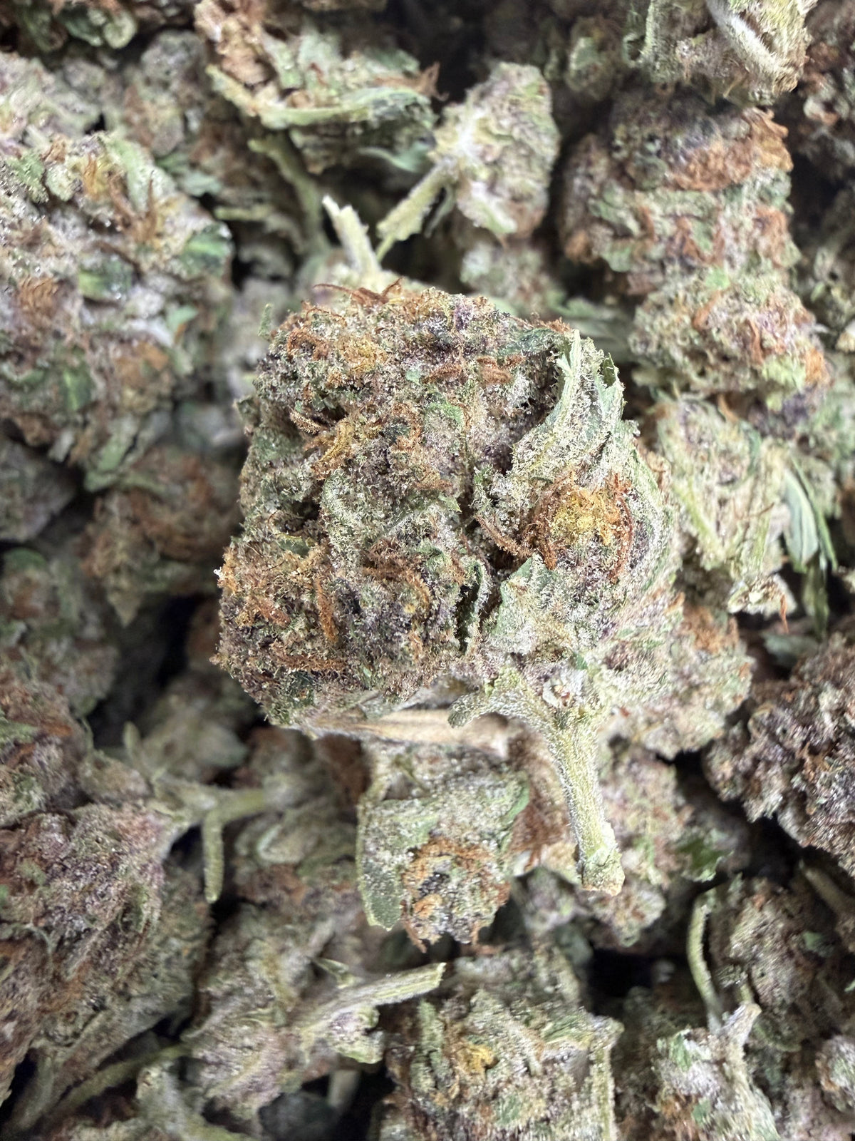 1 Pound - CANDY SHERB THCA Flower