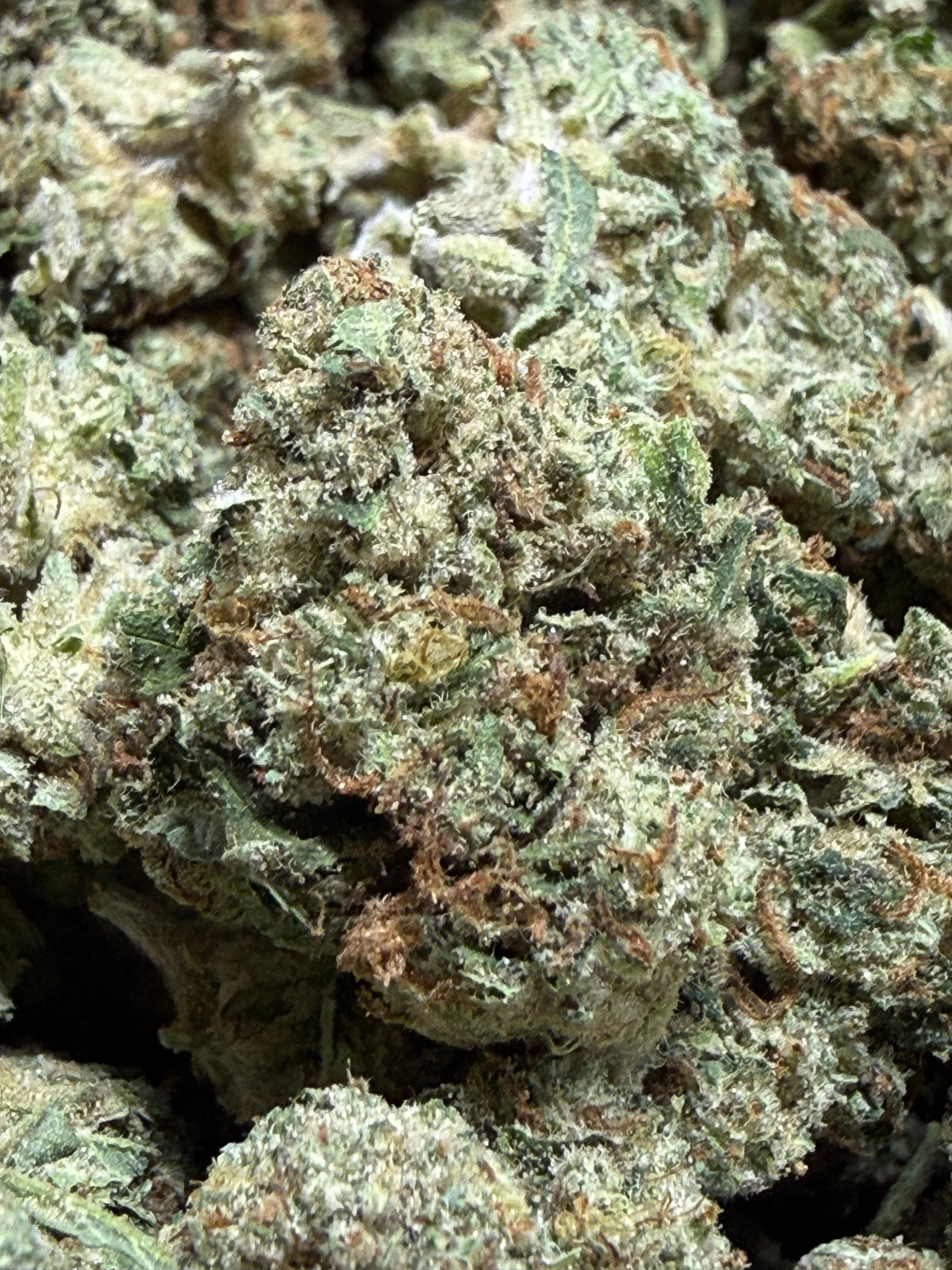 1 Pound -DUTCH TREAT THCA Flower (SMALL)