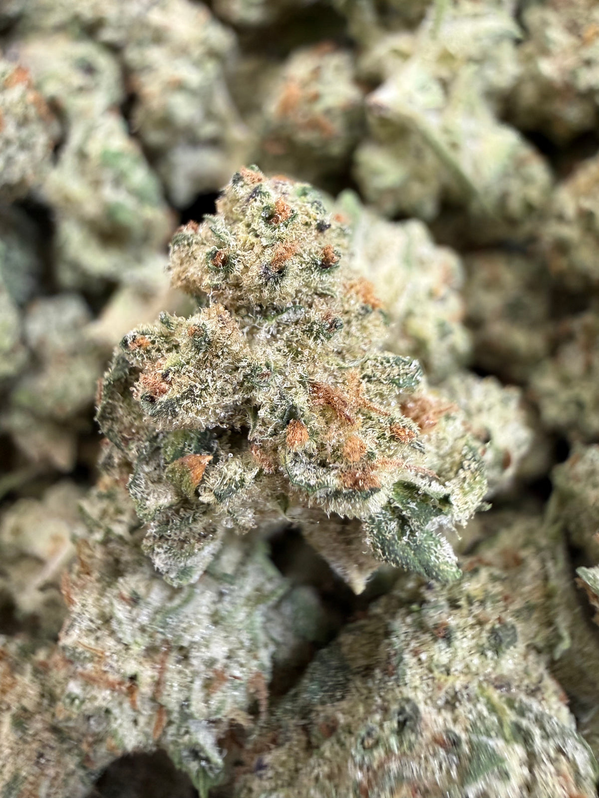 1 Pound - TERPEE SLURPEE THCA Flower (SMALL)