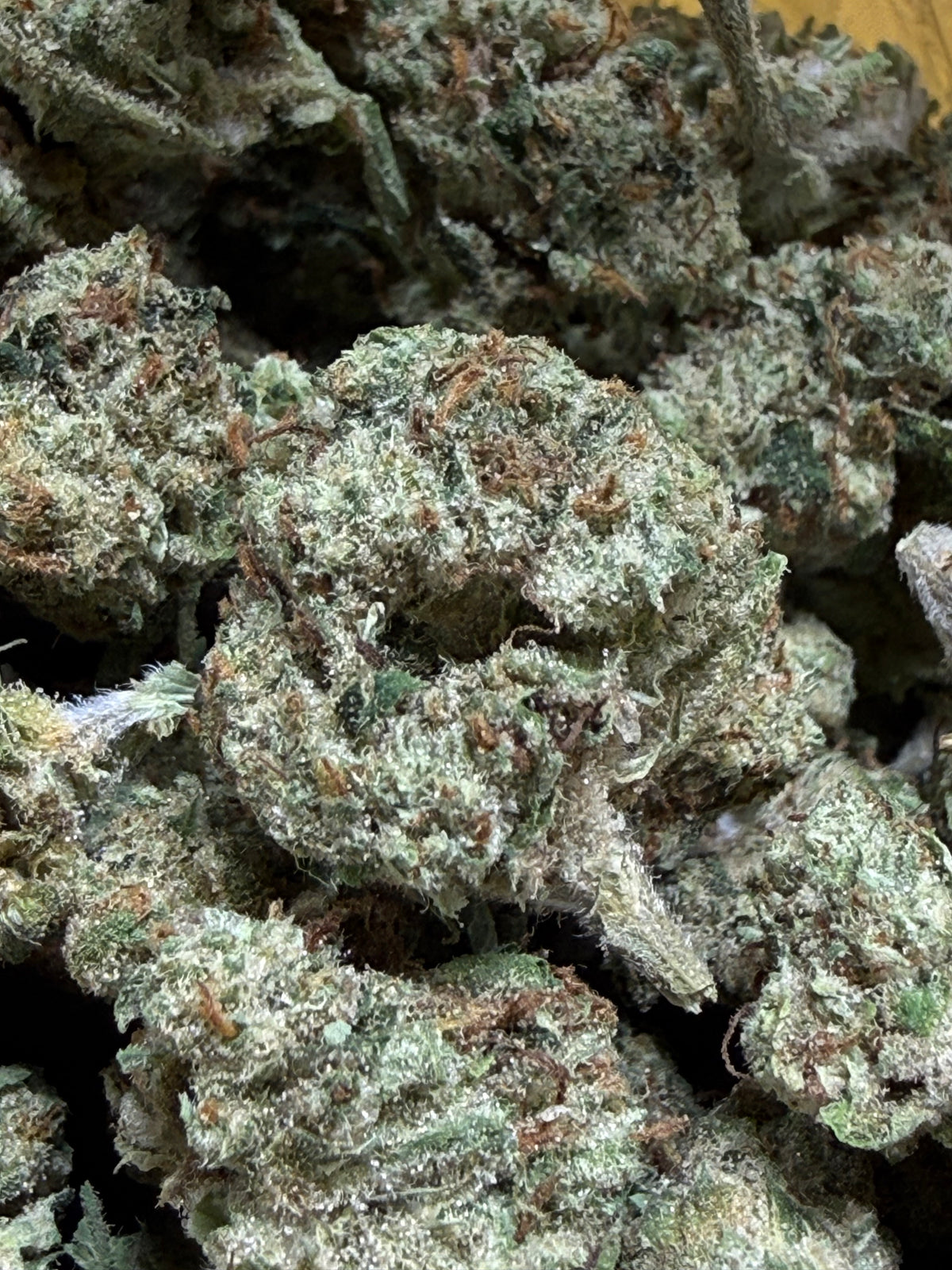 1 Pound -DUTCH TREAT THCA Flower (SMALL)