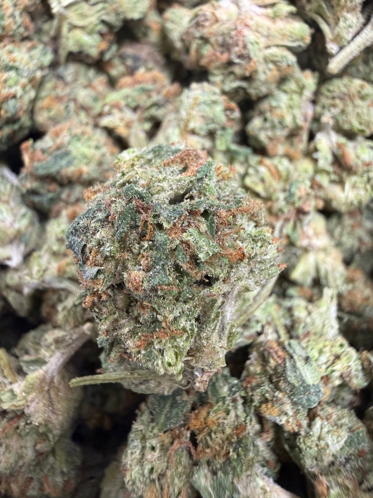 1 Pound - CITRUS GELATO THCA Flower (SMALL)
