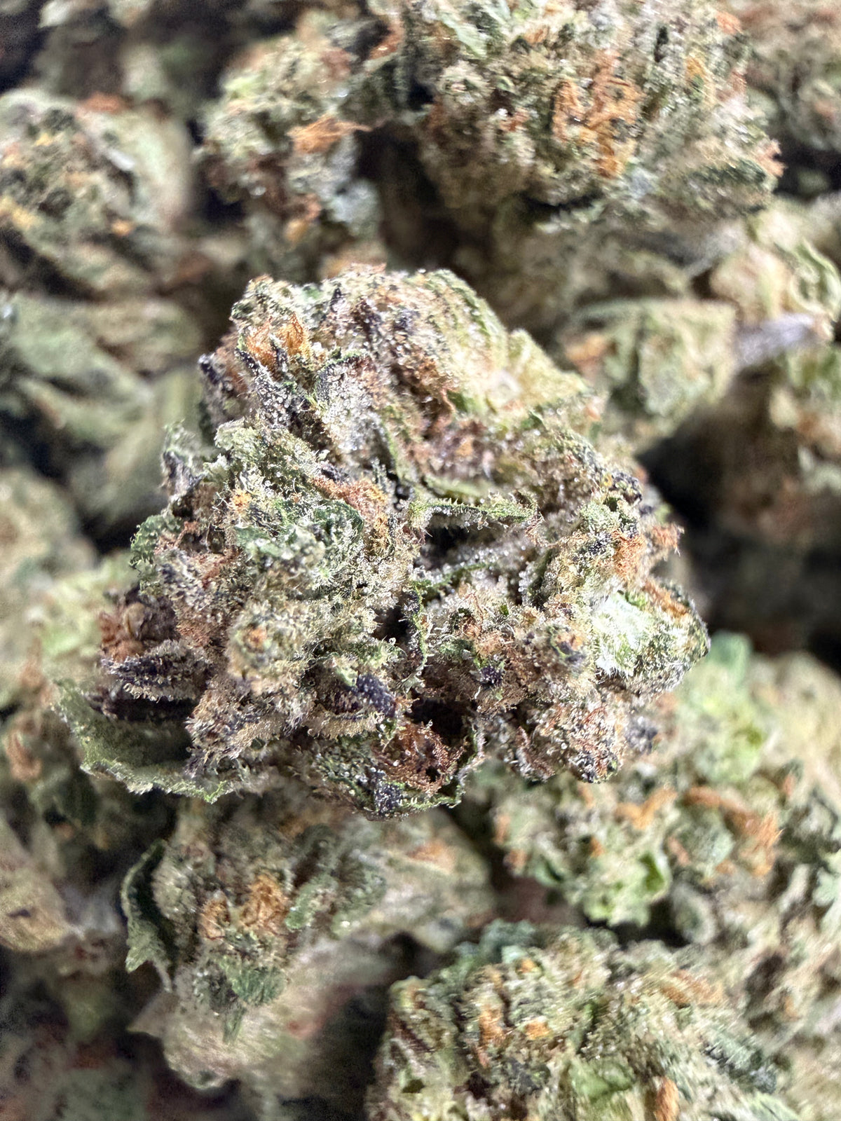 1 Pound - GELATO RUNTZ THCA Flower (SMALL)