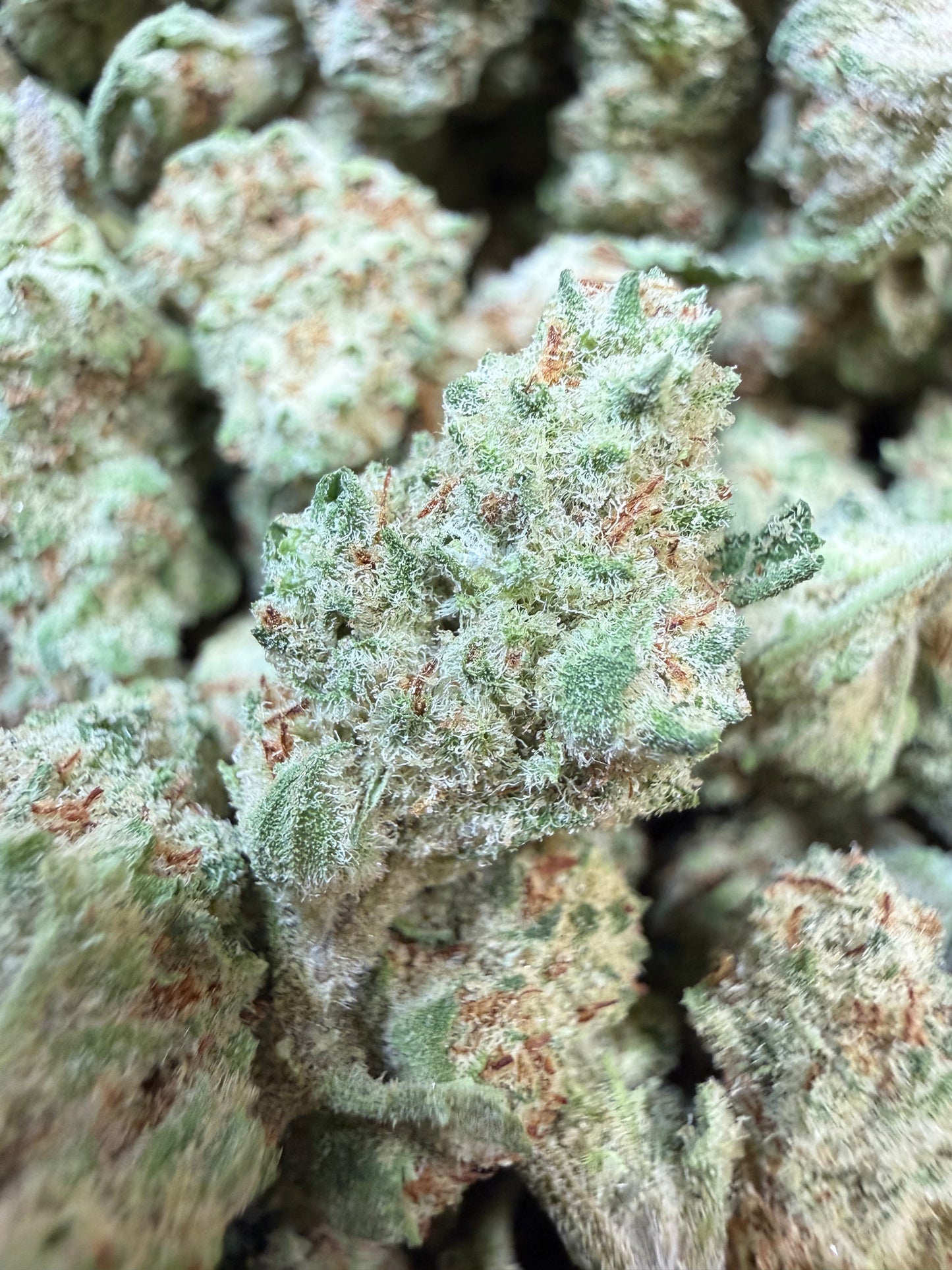 1 Pound - Orange Milano THCA Flower (Smalls)