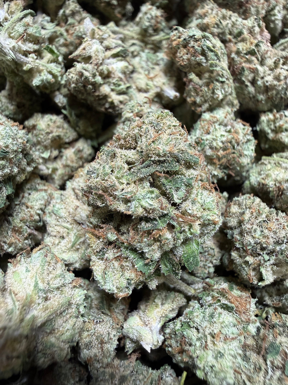 1 Pound -DUTCH TREAT THCA Flower (SMALL)