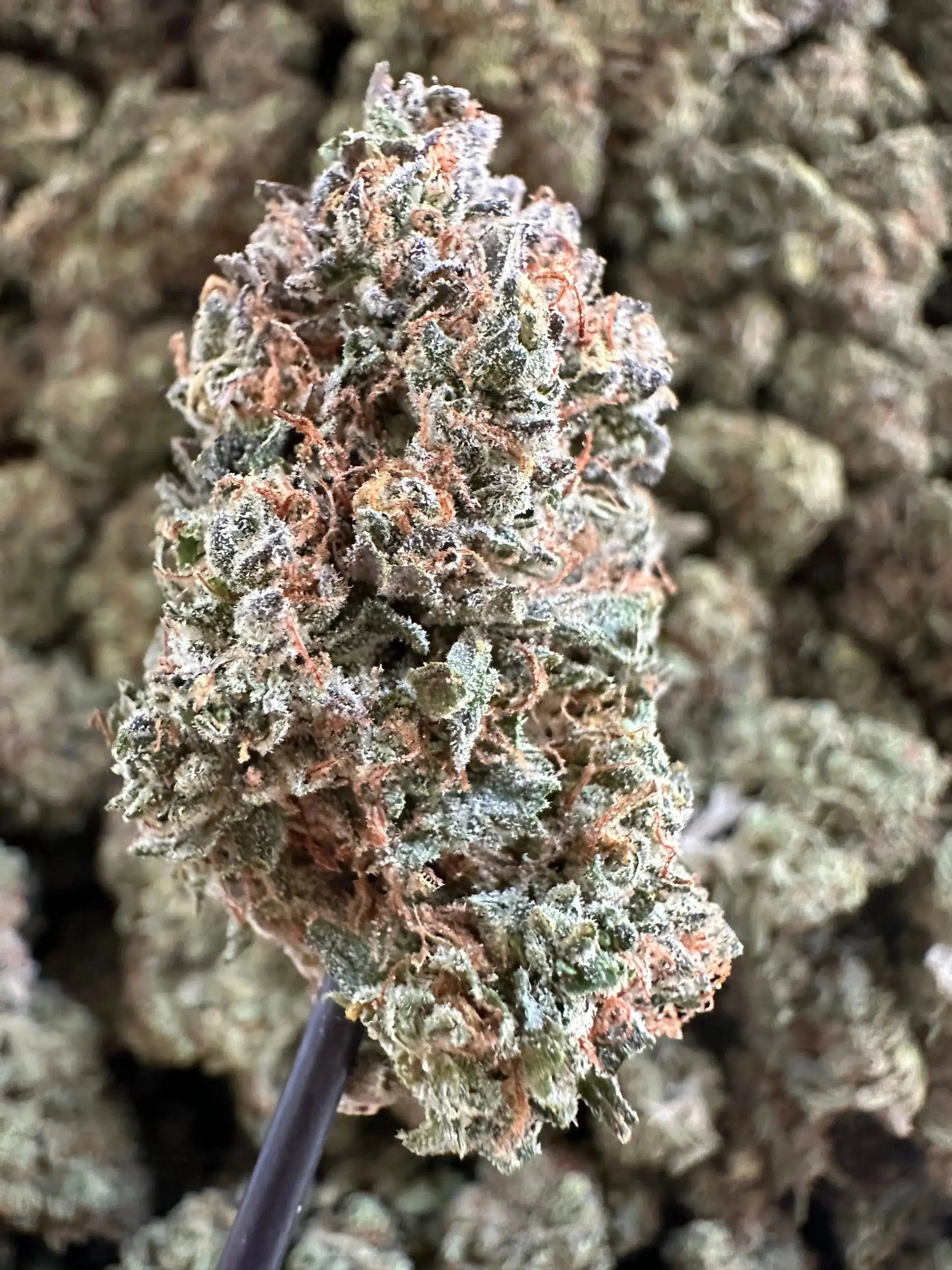 Frisco Labs Indoor Exotic Pineapple Diesel 