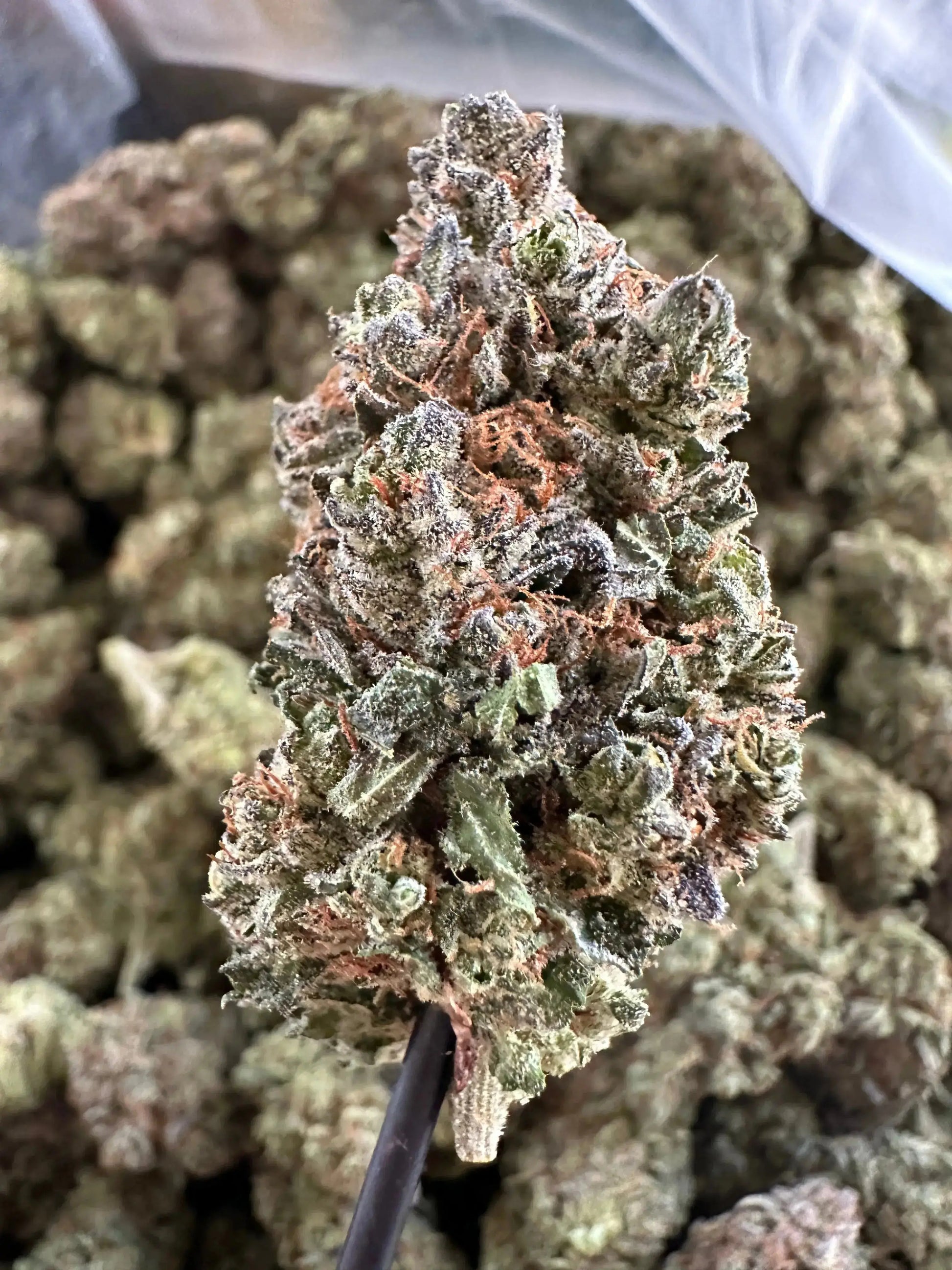 Frisco Labs Indoor Exotic Pineapple Diesel 