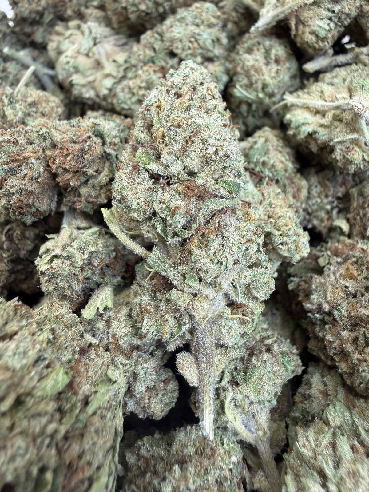 1 Pound - BISCOTTI PANCAKES THCA Flower (BIG)