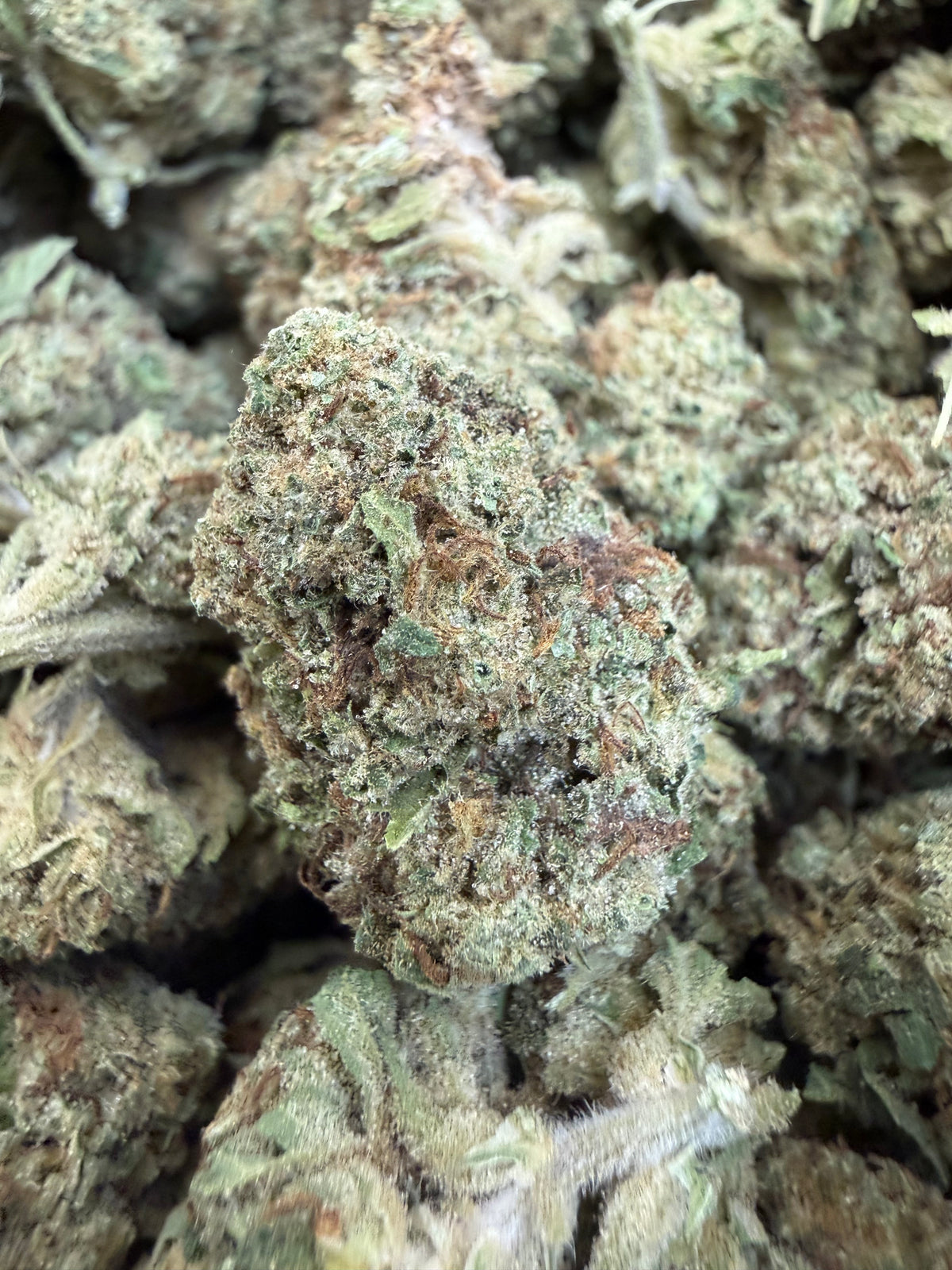1 Pound - BISCOTTI PANCAKES THCA Flower (BIG)