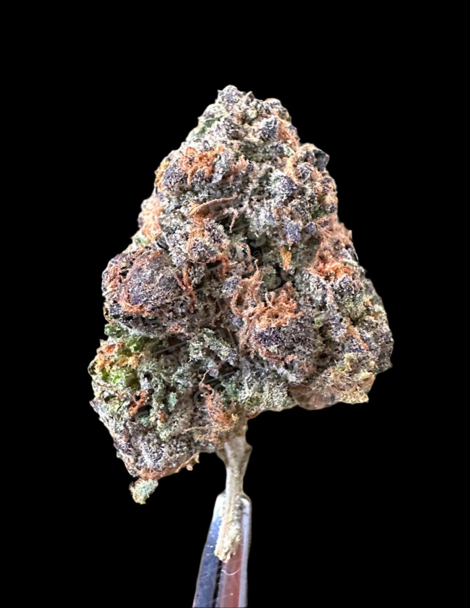 Exotic Indoor Blue Candyz Gelato THCA Flower For Sale | Frisco Labs