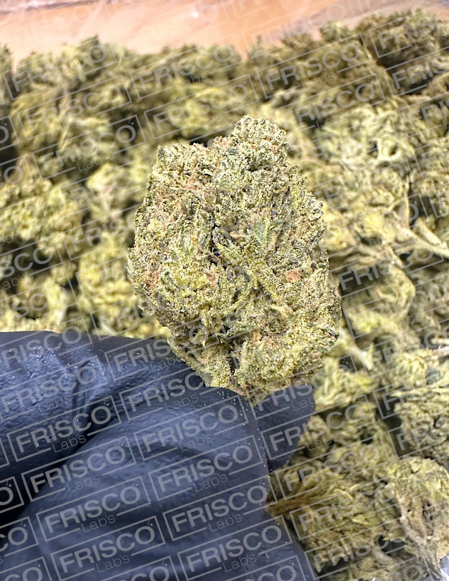 Frisco Labs - Honeycomb THCa Frisco Labs