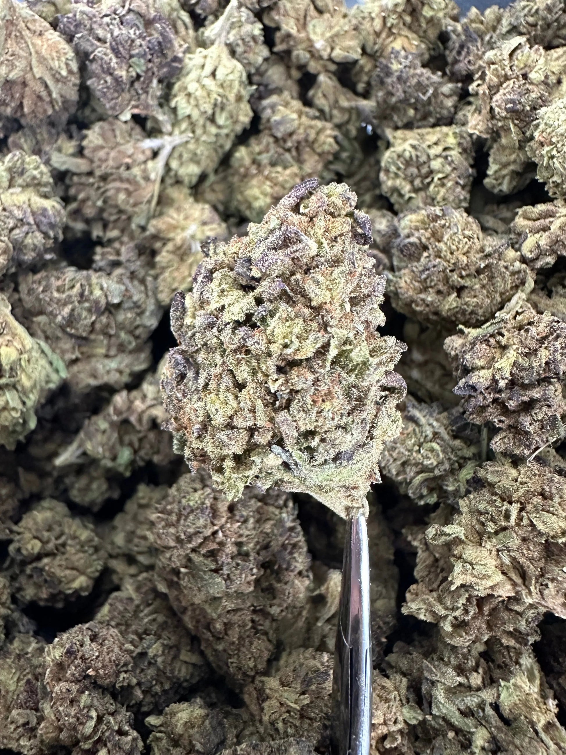 Frisco Labs - Obama Runtz THCA Strain Frisco Labs