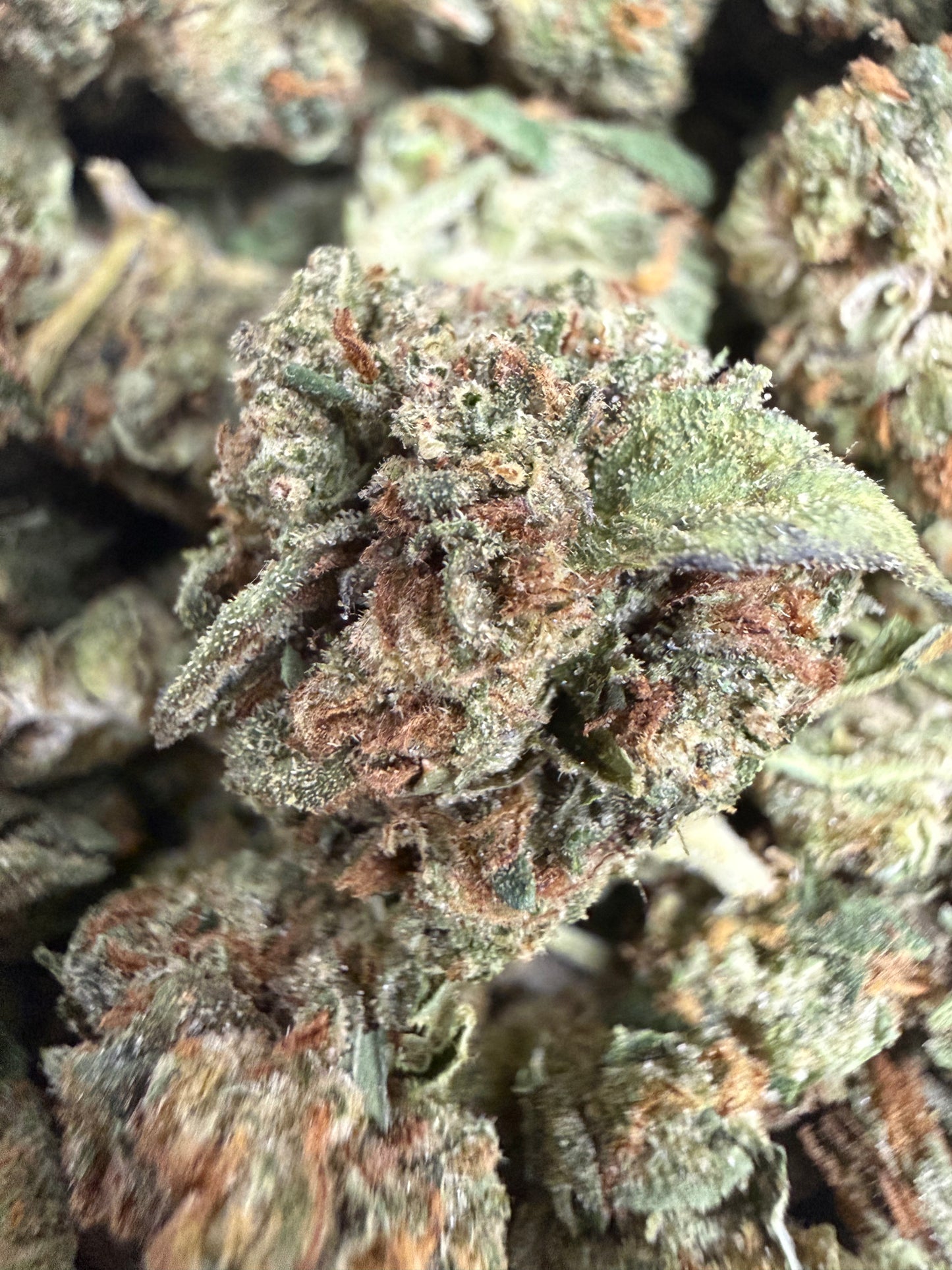 1 Pound - TROPICAL RUNTZ THCA Flower (SMALL)