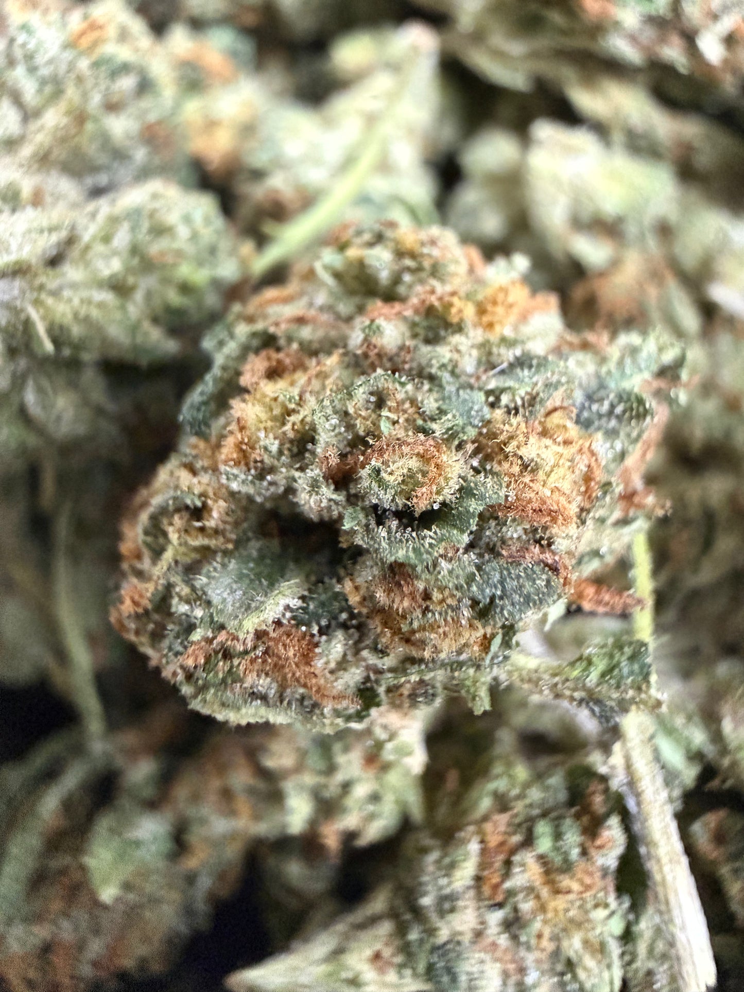 1 Pound - TROPICAL RUNTZ THCA Flower (SMALL)